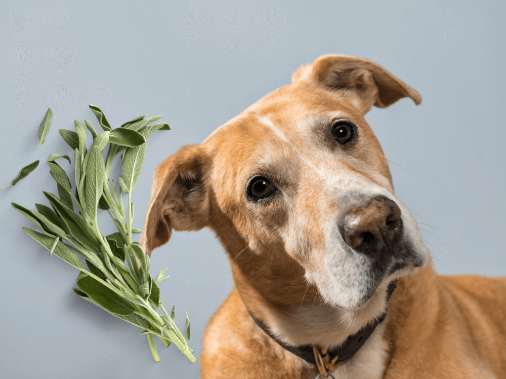 Can Dogs Eat Sage? Is Sage Safe For Dogs? Rested Paws
