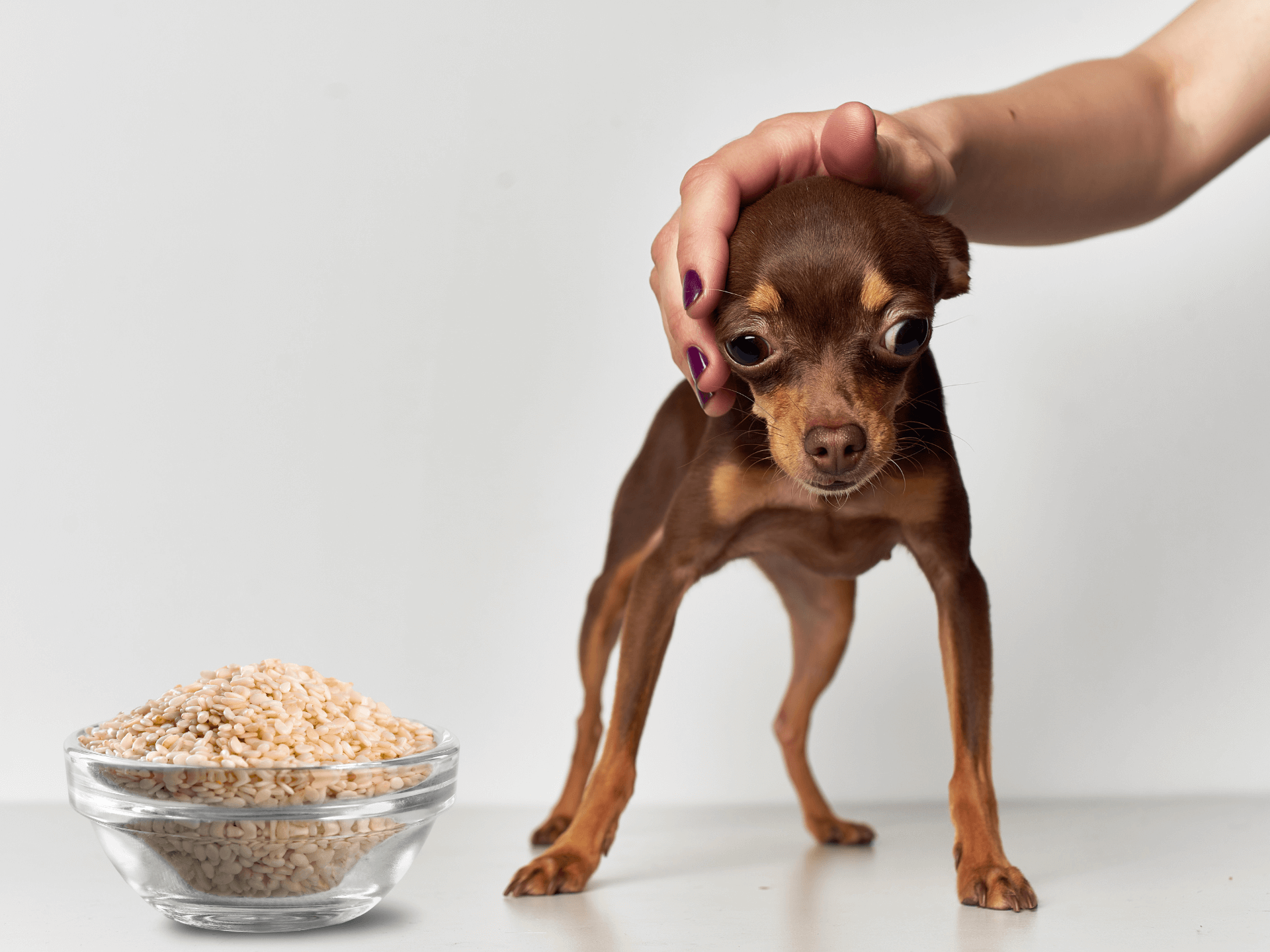 Can Dogs Eat Sesame Seeds Are Sesame Seeds Safe For Dogs