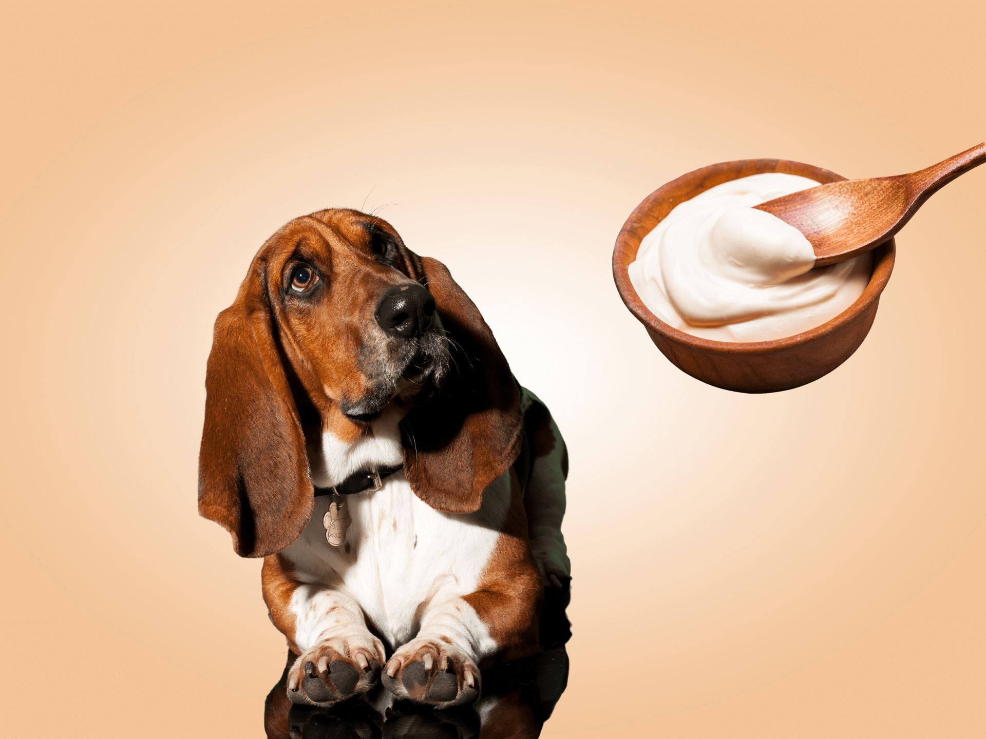 Can Dogs Eat Sour Cream Is Sour Cream Safe For Dogs