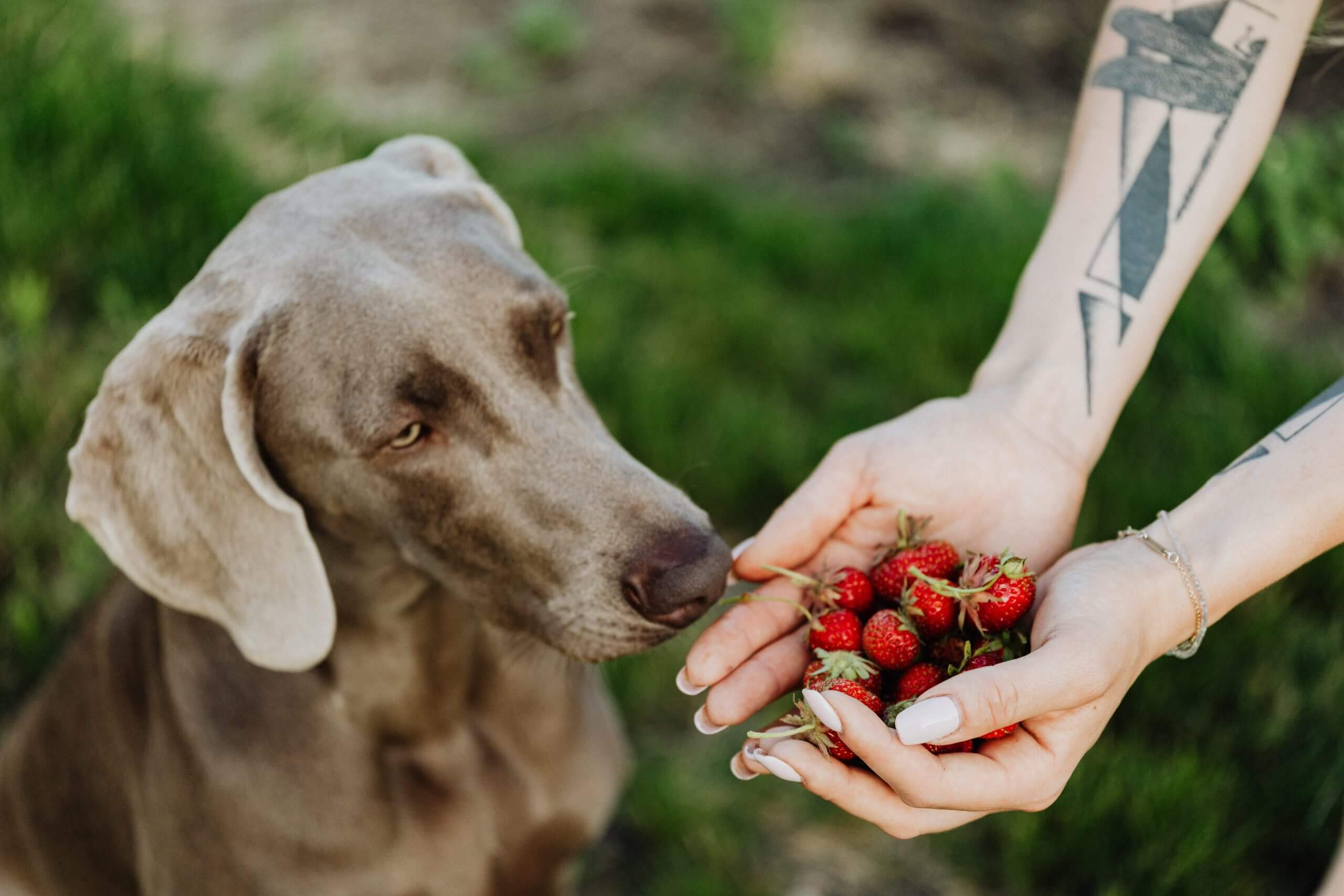 Can Dogs Eat Strawberries Are Strawberries Safe For Dogs