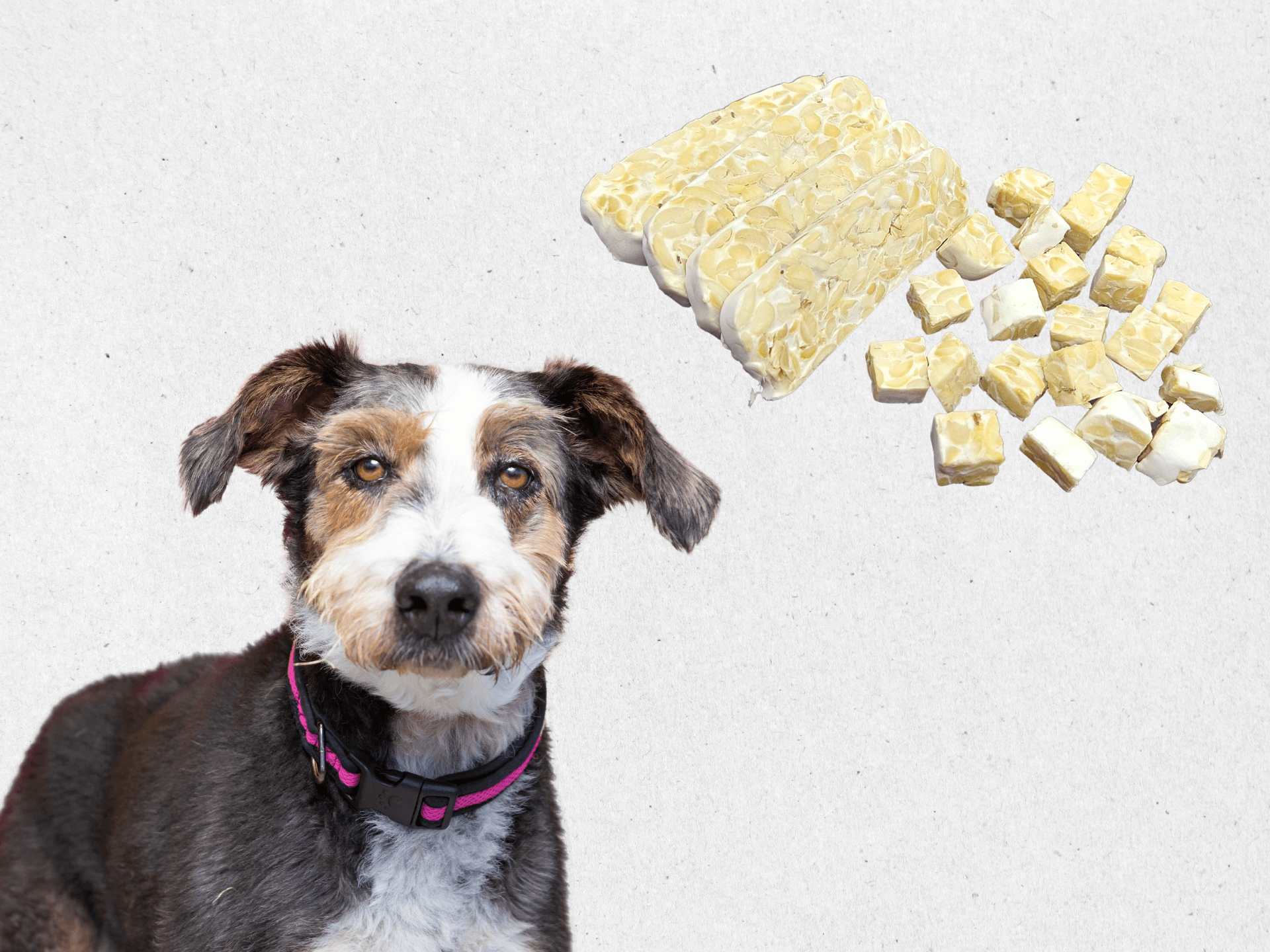 Can Dogs Eat Tempeh Is Tempeh Safe For Dogs