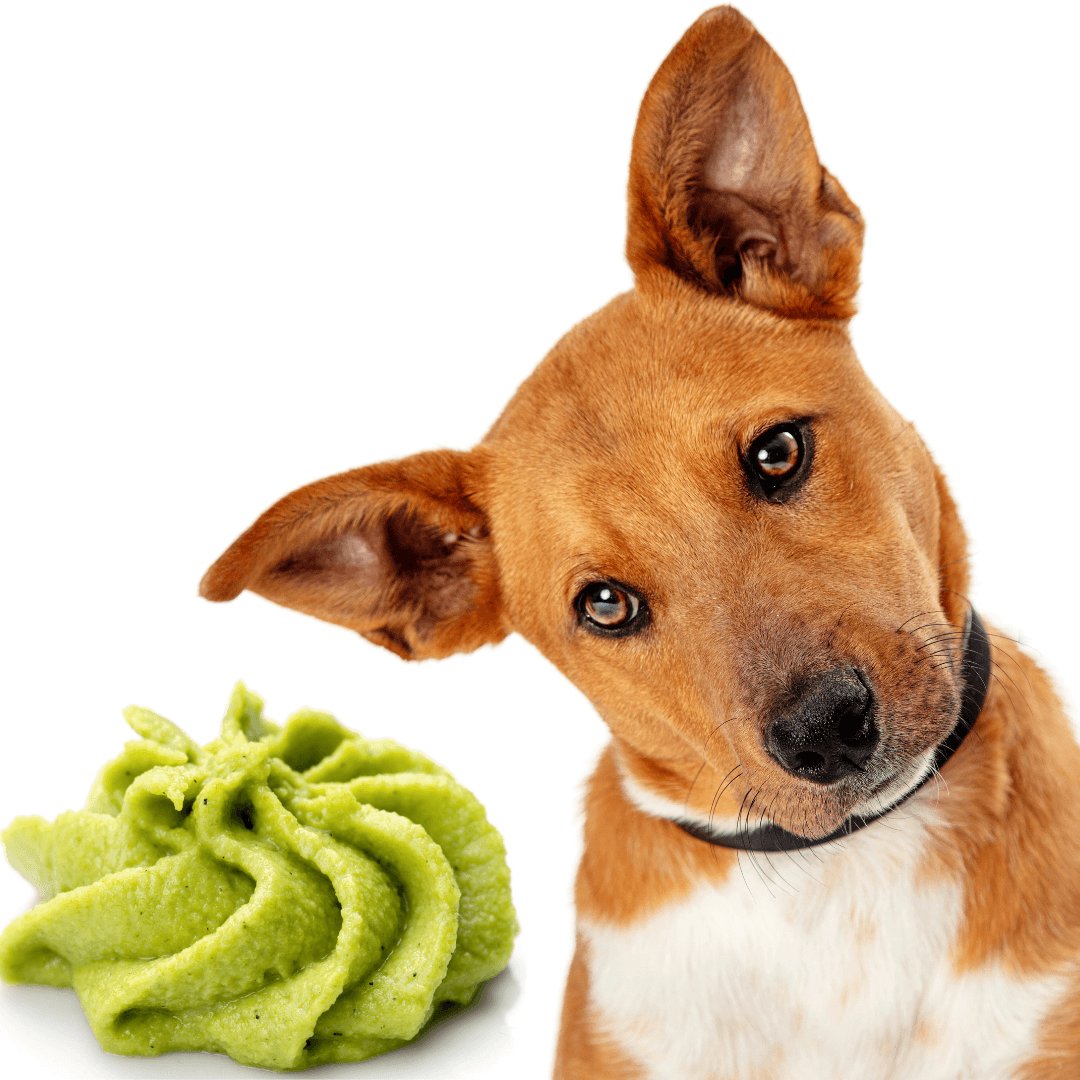 Can Dogs Eat Wasabi Is Wasabi Safe For Dogs