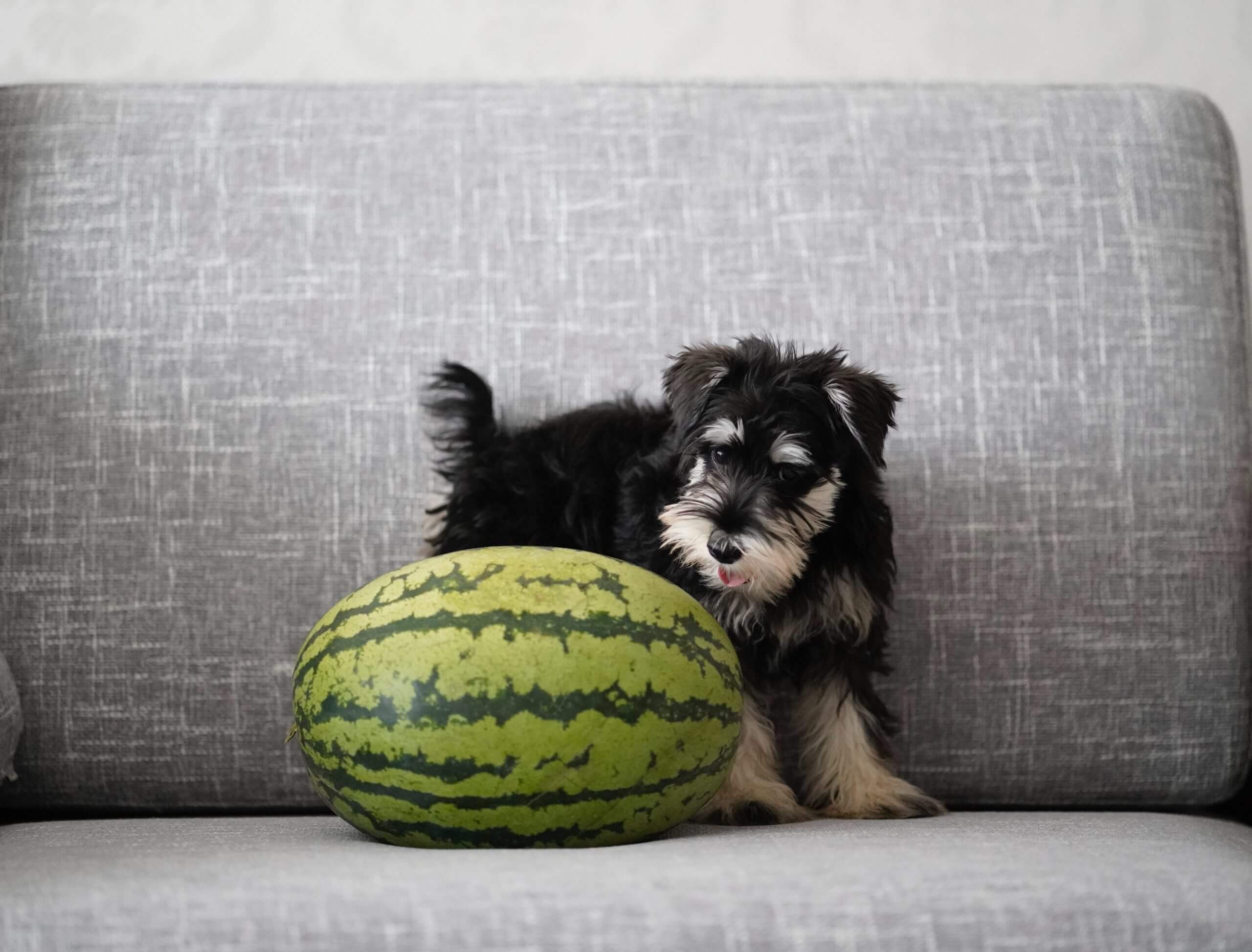 Can Dogs Eat Watermelon Is Watermelon Safe For Dogs