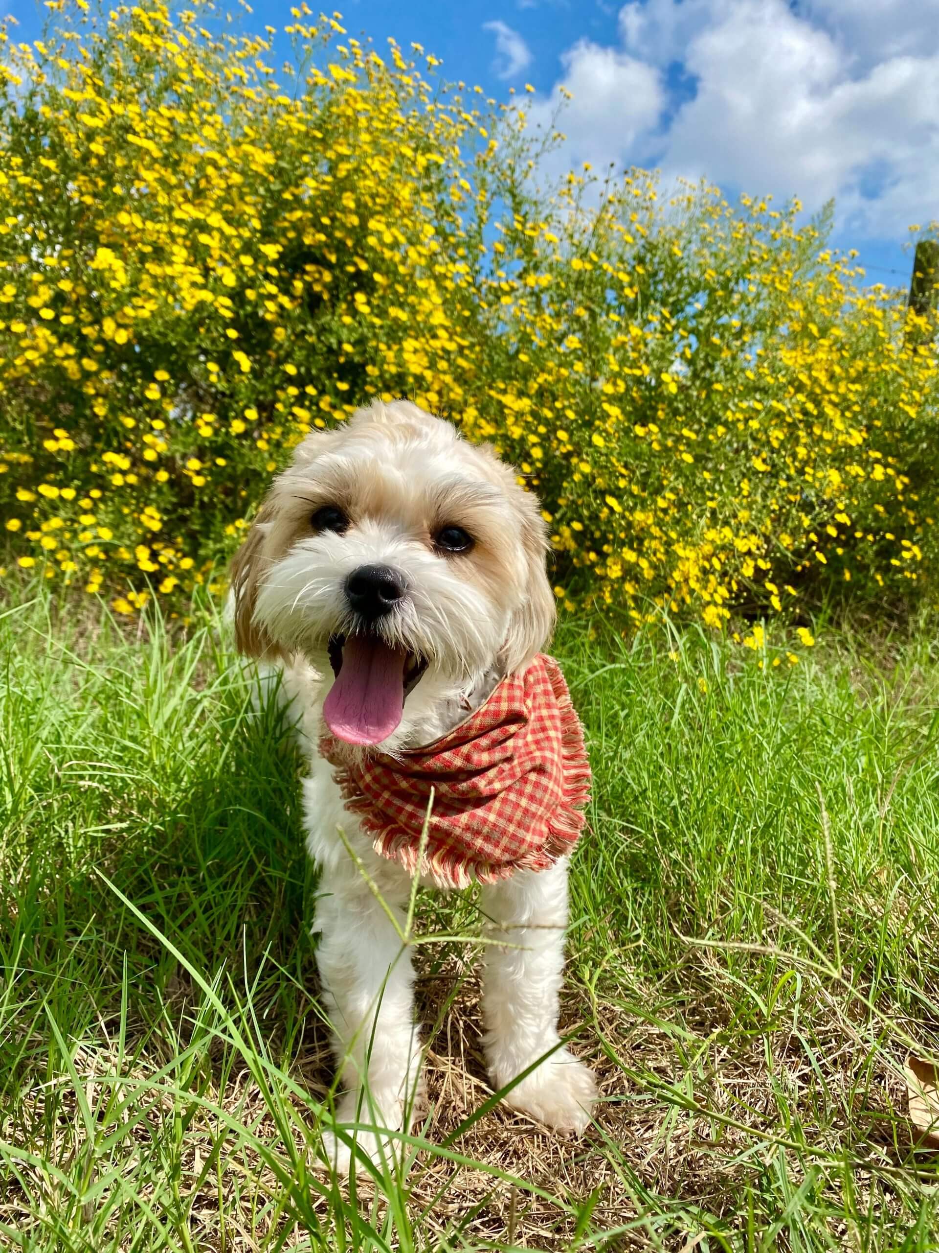 Eskipoo Dog Breed