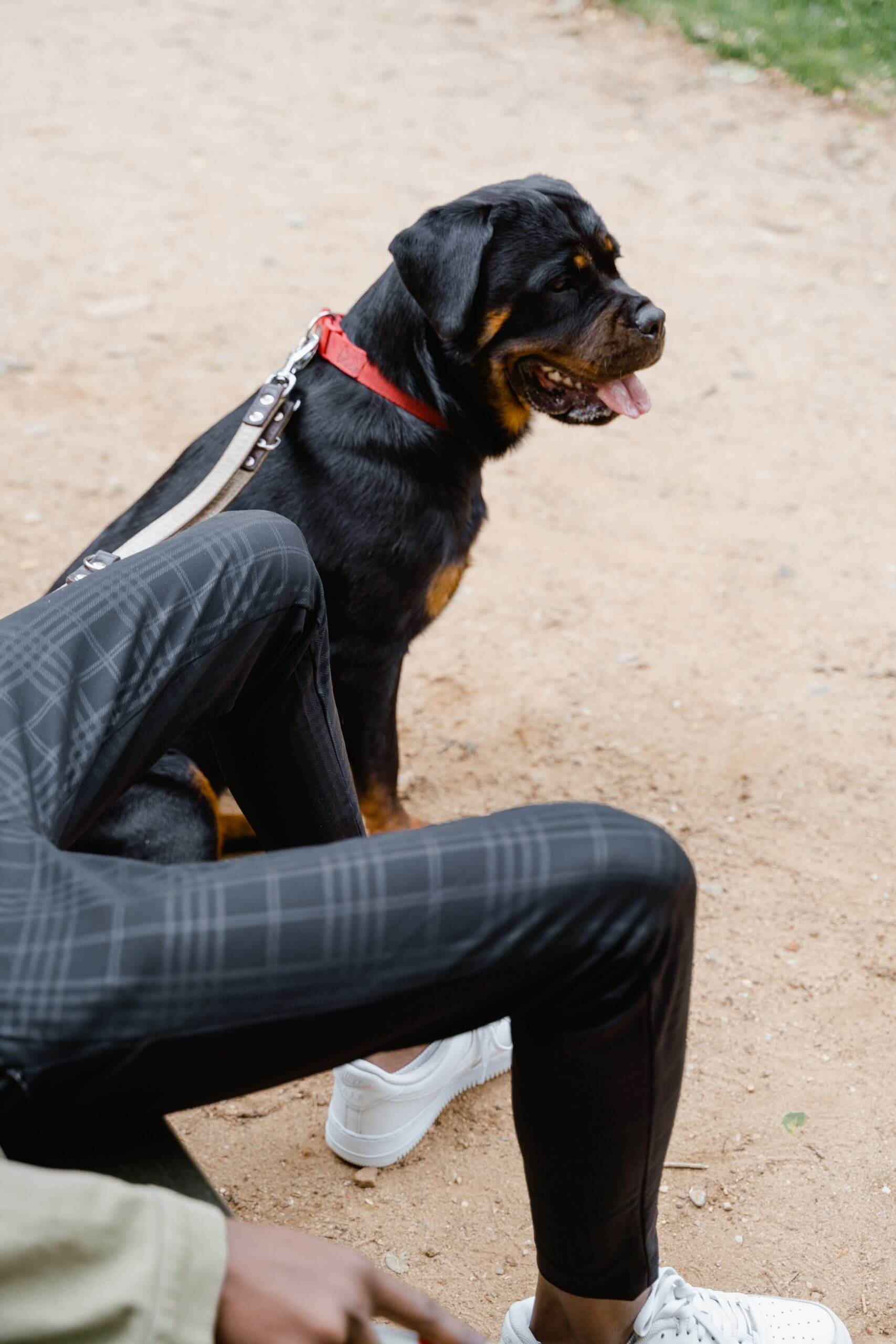German Shepherd Rottweiler Mixed Dog Breed