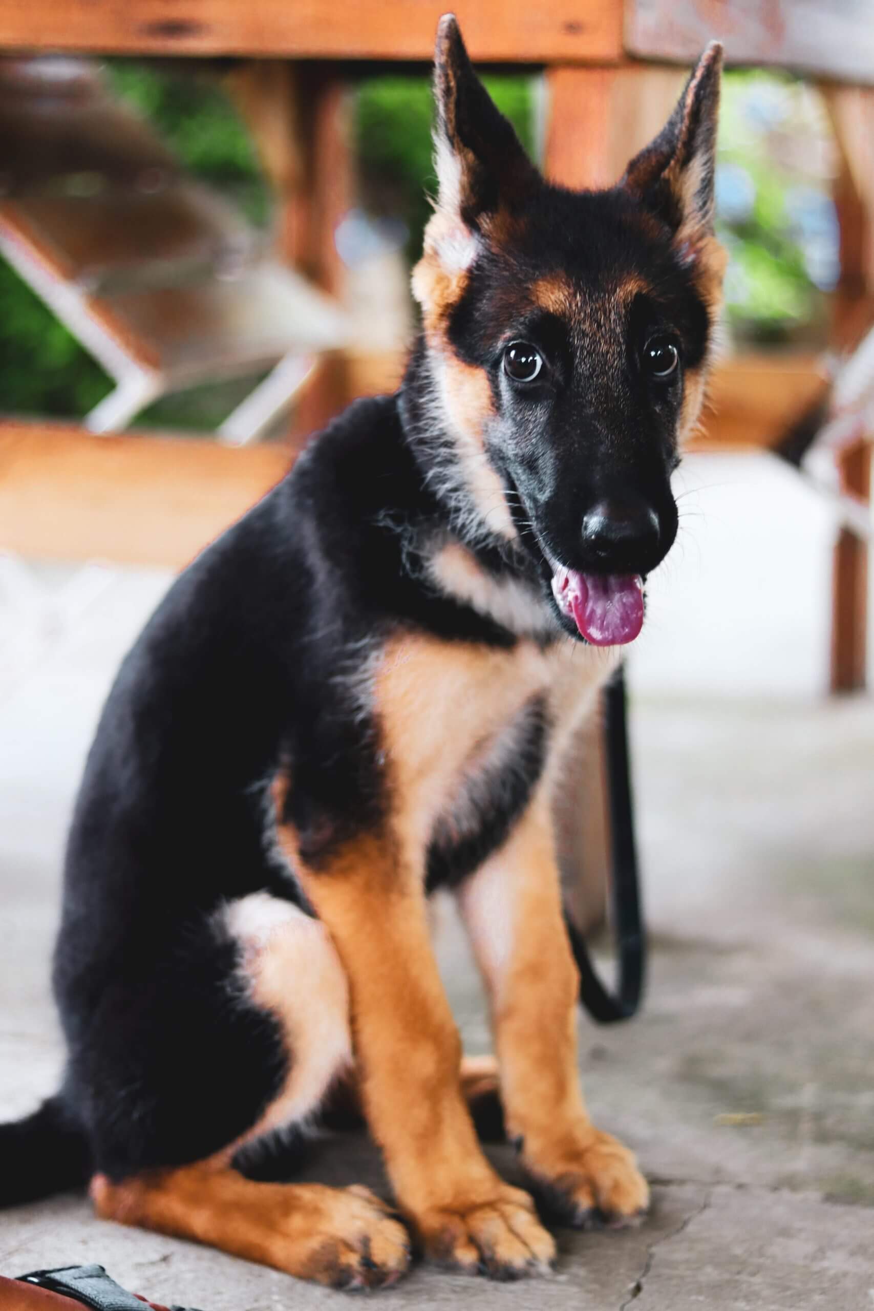 German Sheprador Mixed Dog Breed