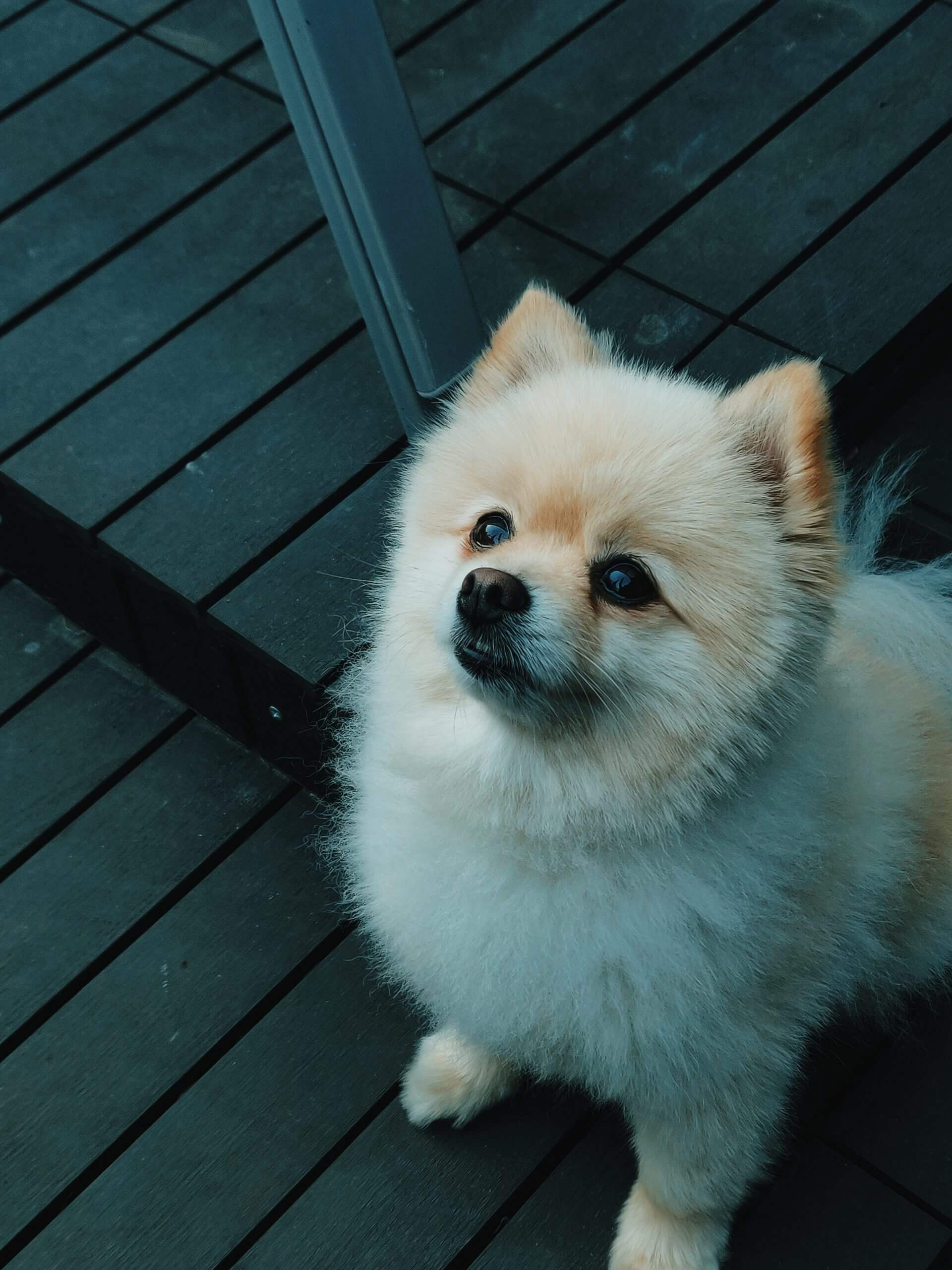 German Spitz Dog Breed