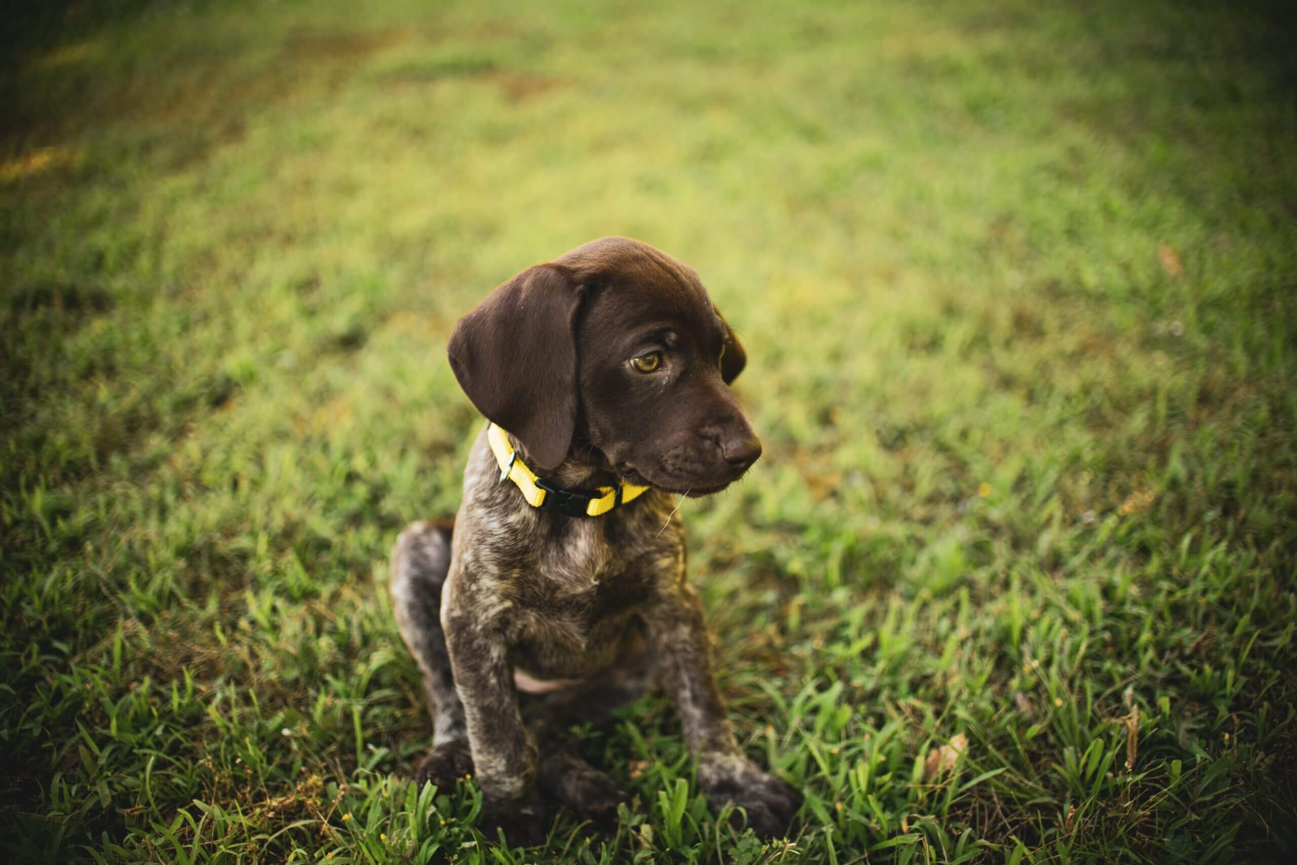 german-wirehaired-pointer-dog-breed-information-pictures