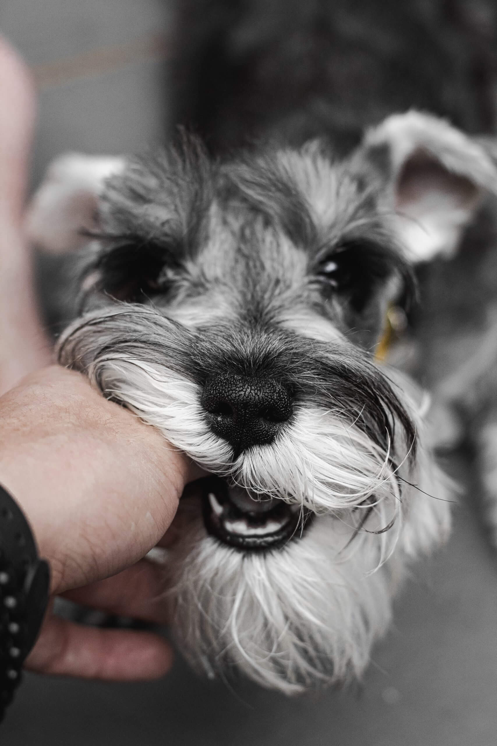 Giant Schnauzer Dog Breed