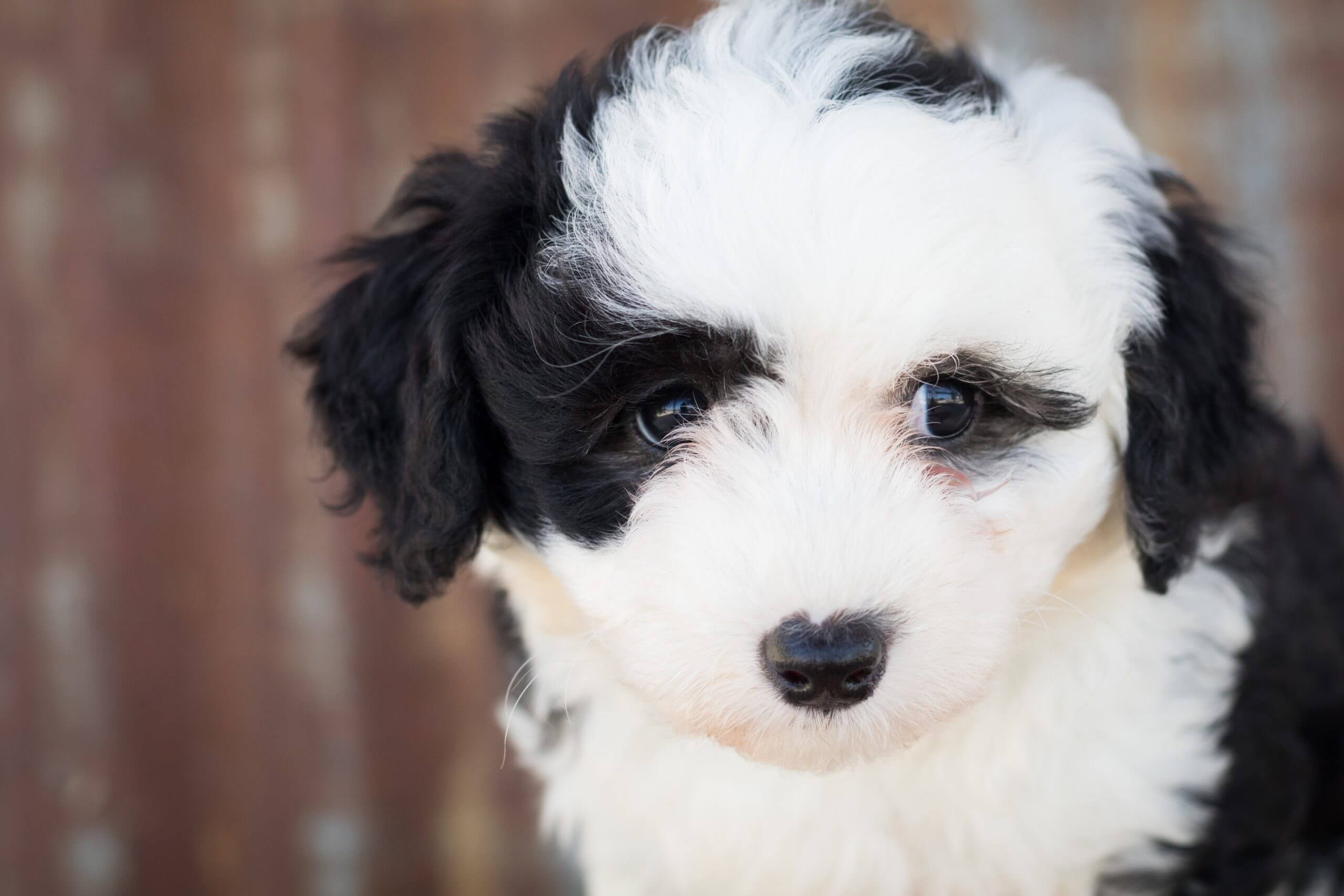 Golden Mountain Doodle Dog Breed