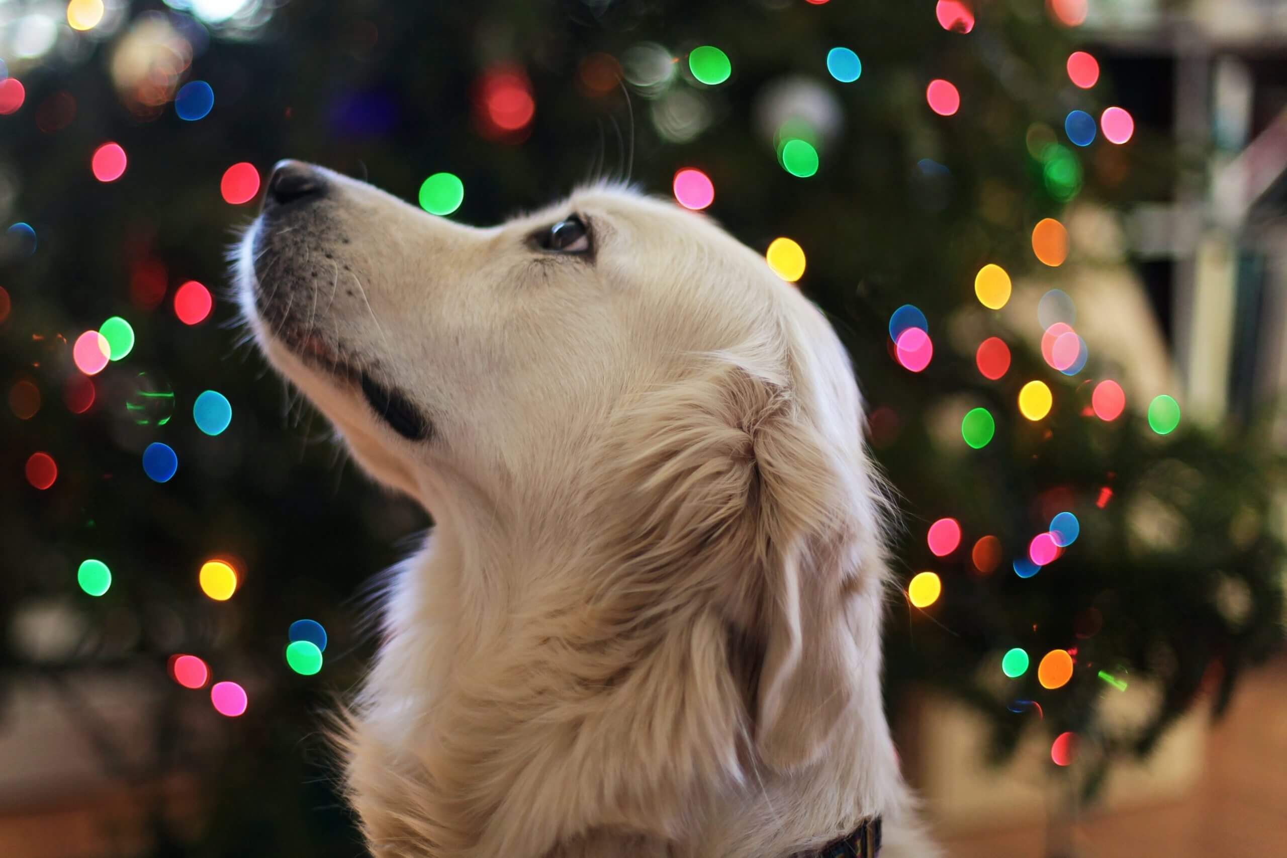 Golden Retriever Corgi Mixed Dog Breed