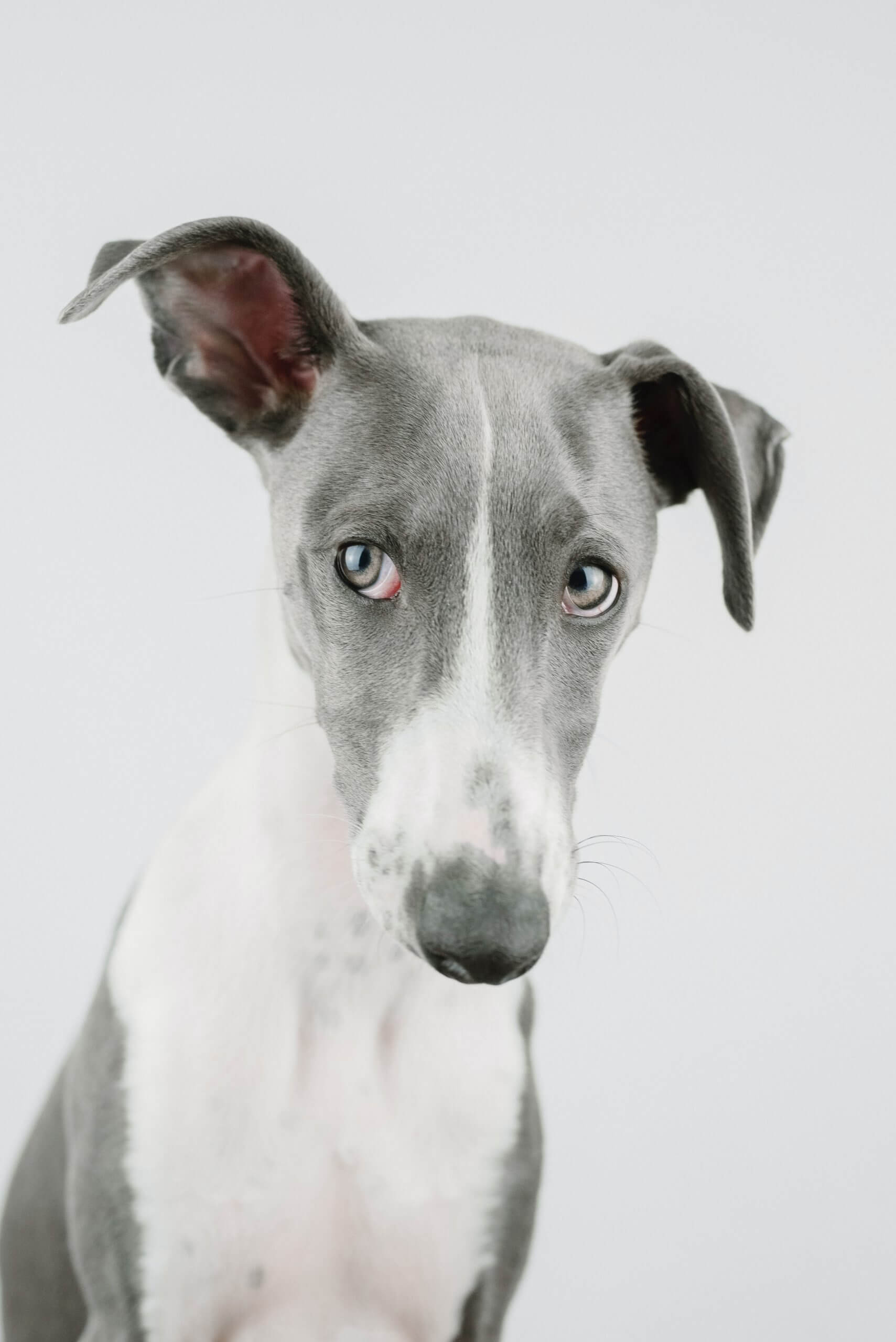 Greyhound Dog Breed Information, Pictures, Characteristics & Facts