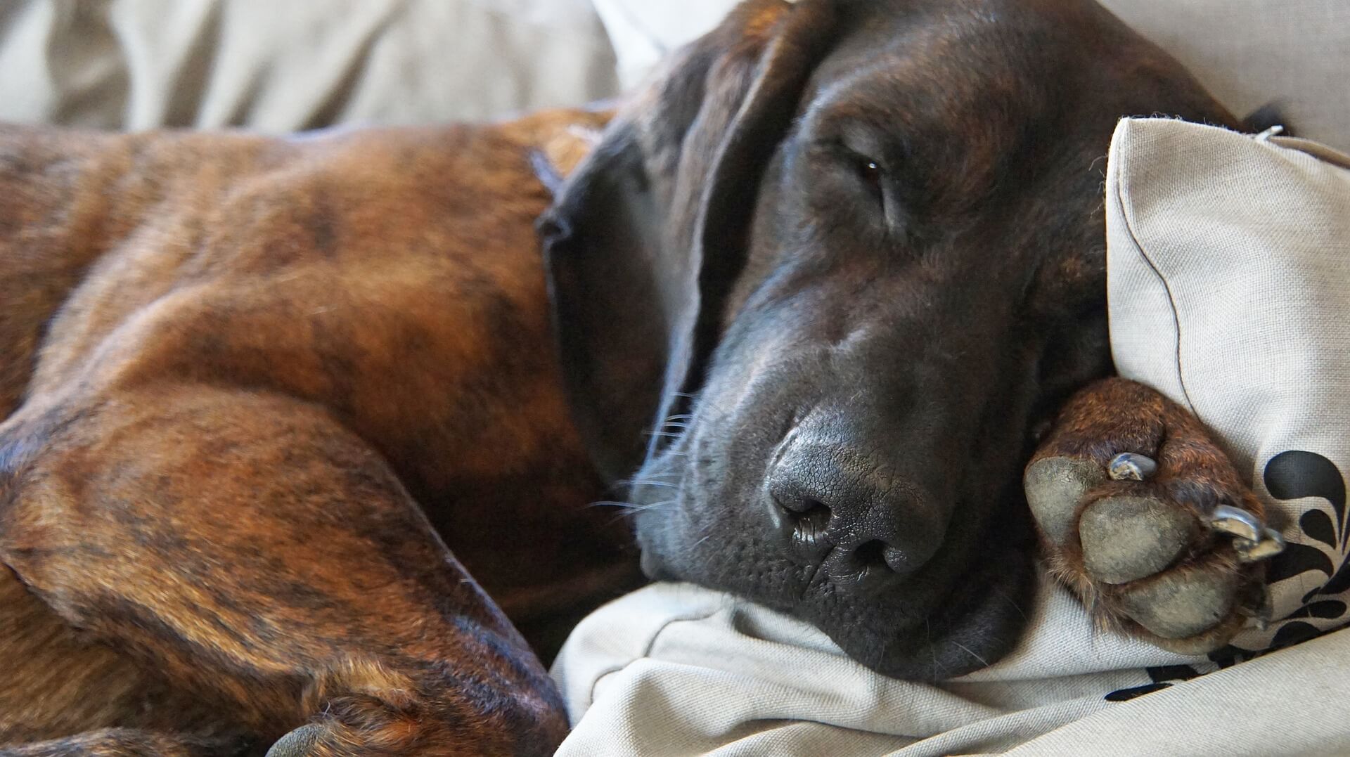 Hanoverian Scenthound Dog Breed