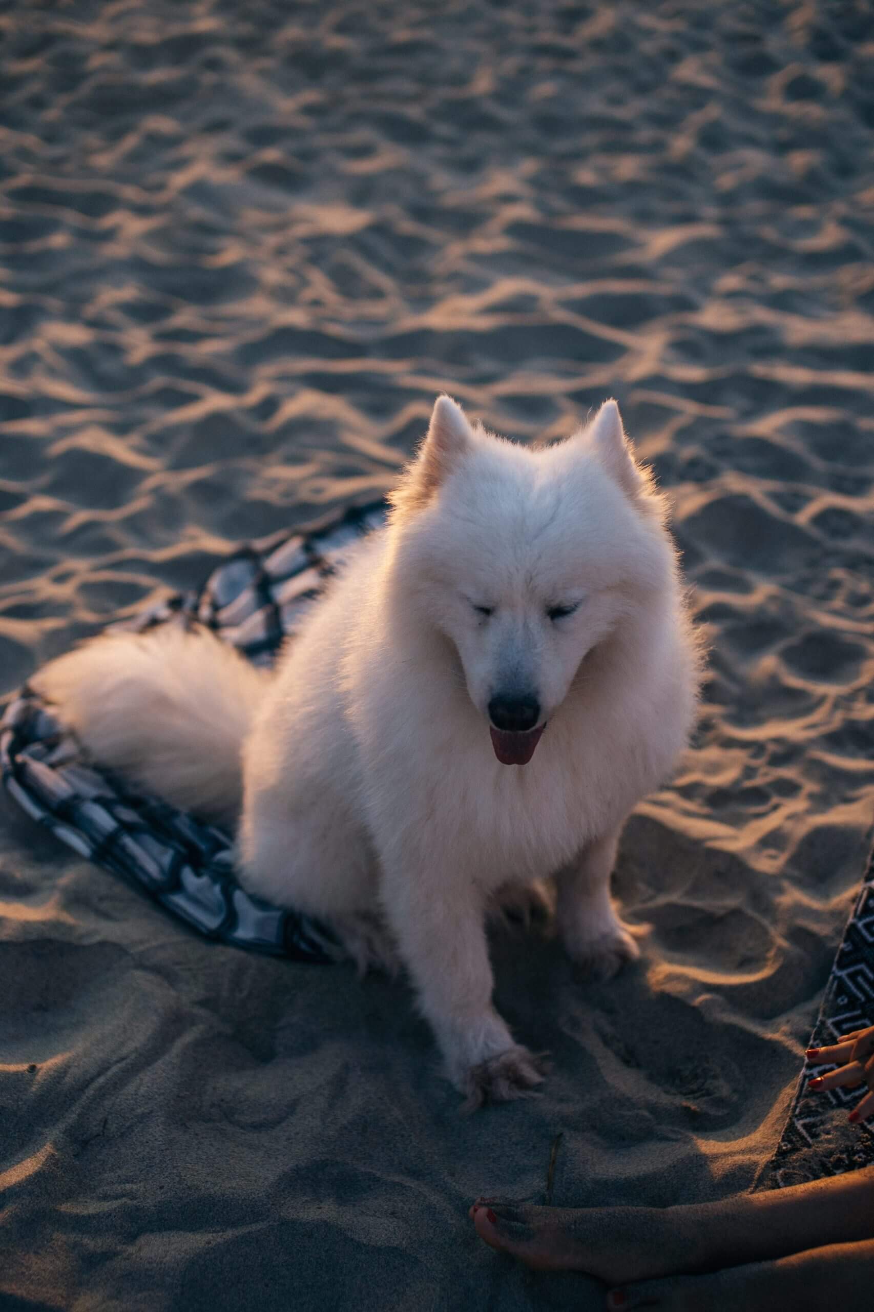 Hokkaido Dog Breed