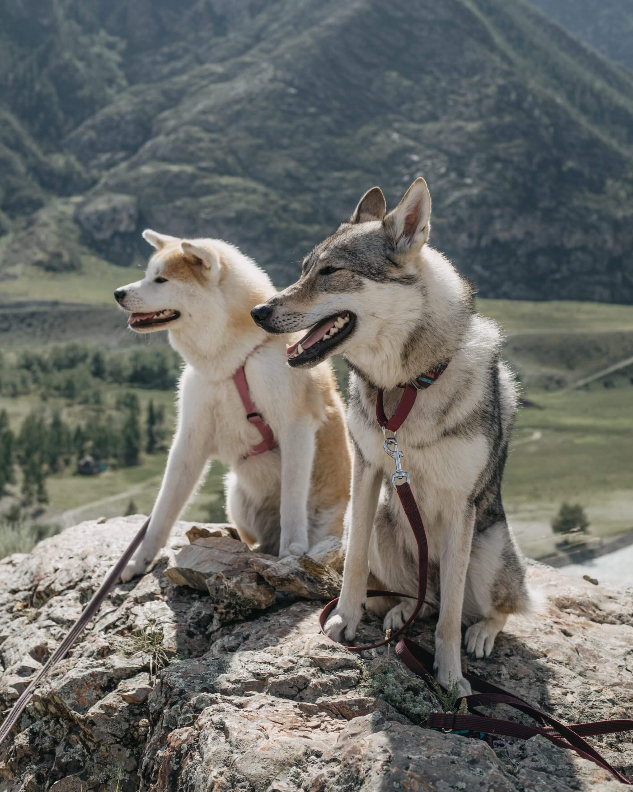 Huskita Mixed Dog Breed