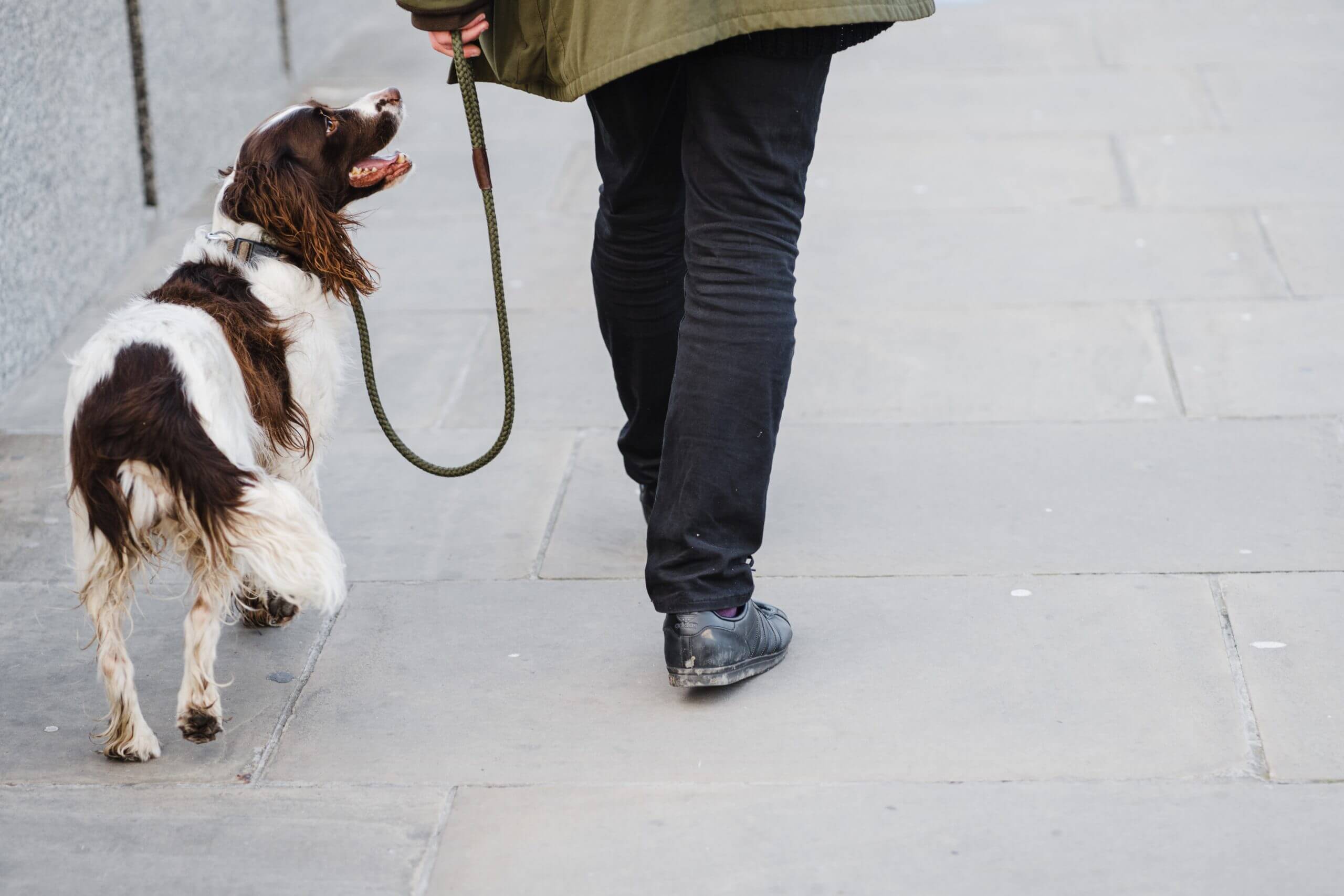 Irish Red and White Setter Dog Breed