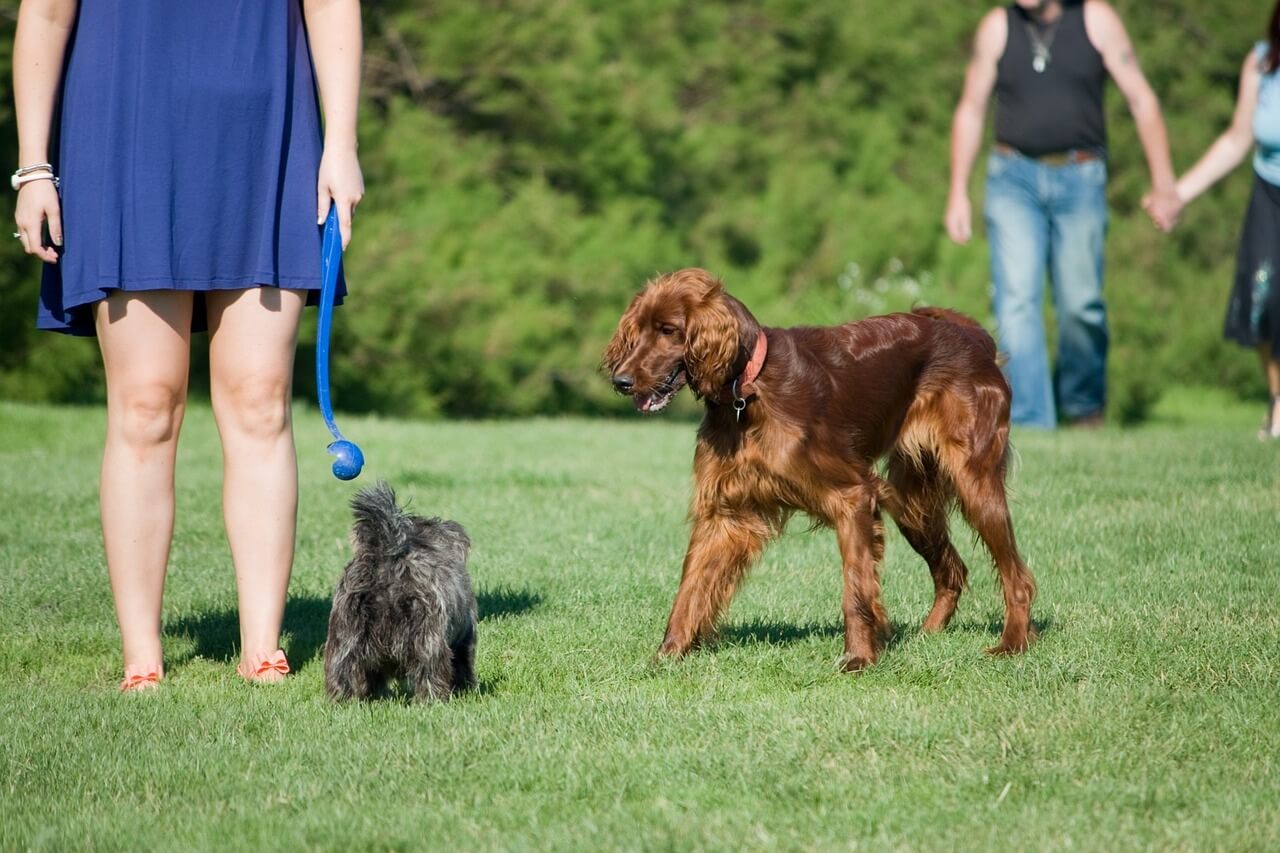 Irish Setter Dog Breed