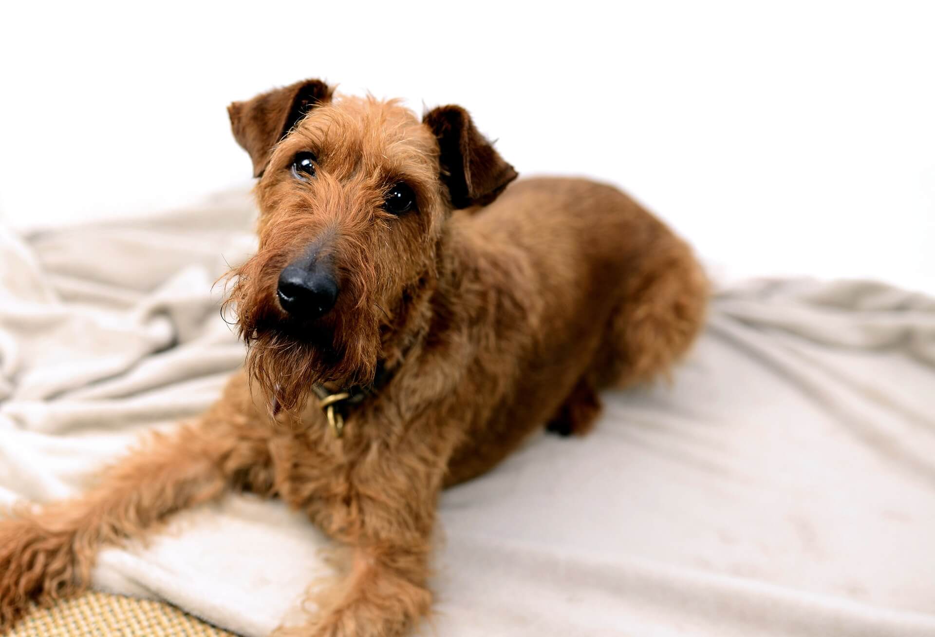 Irish Terrier Dog Breed
