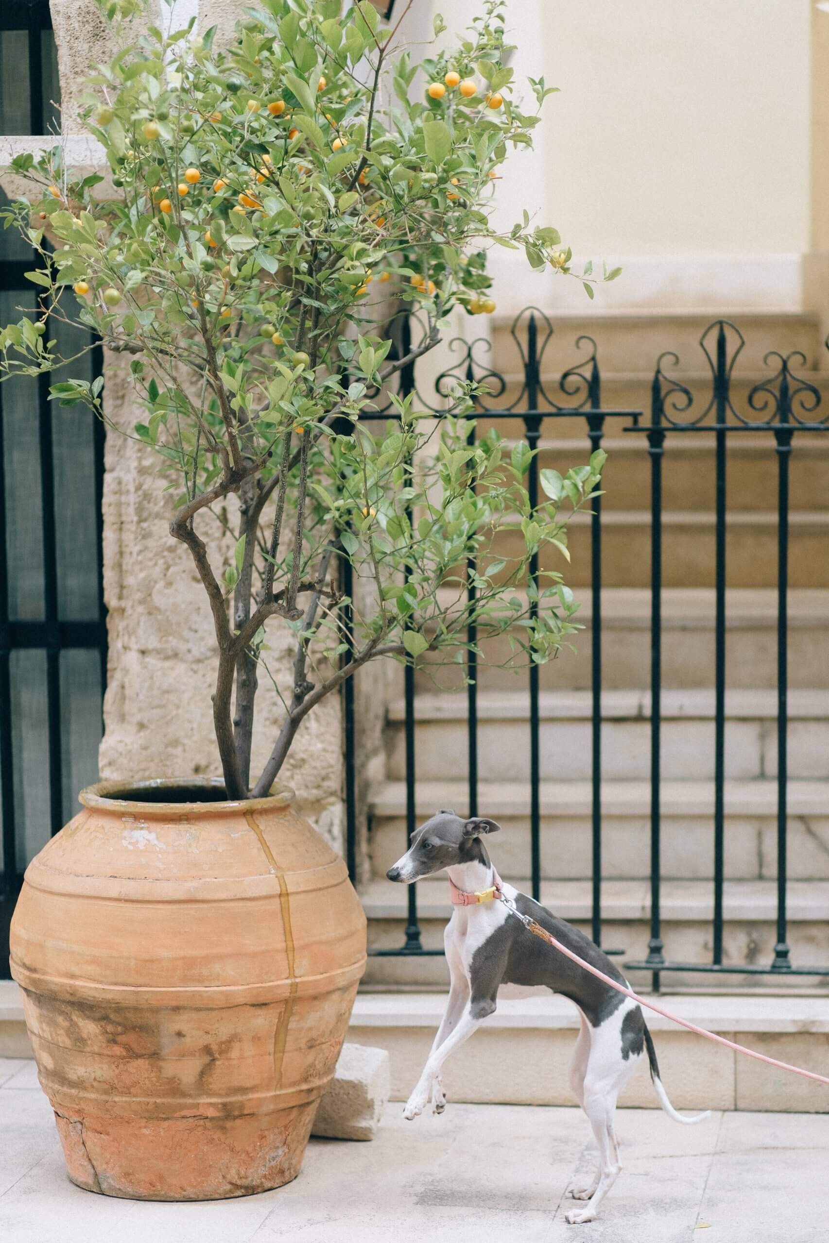 Italian Greyhound Dog Breed