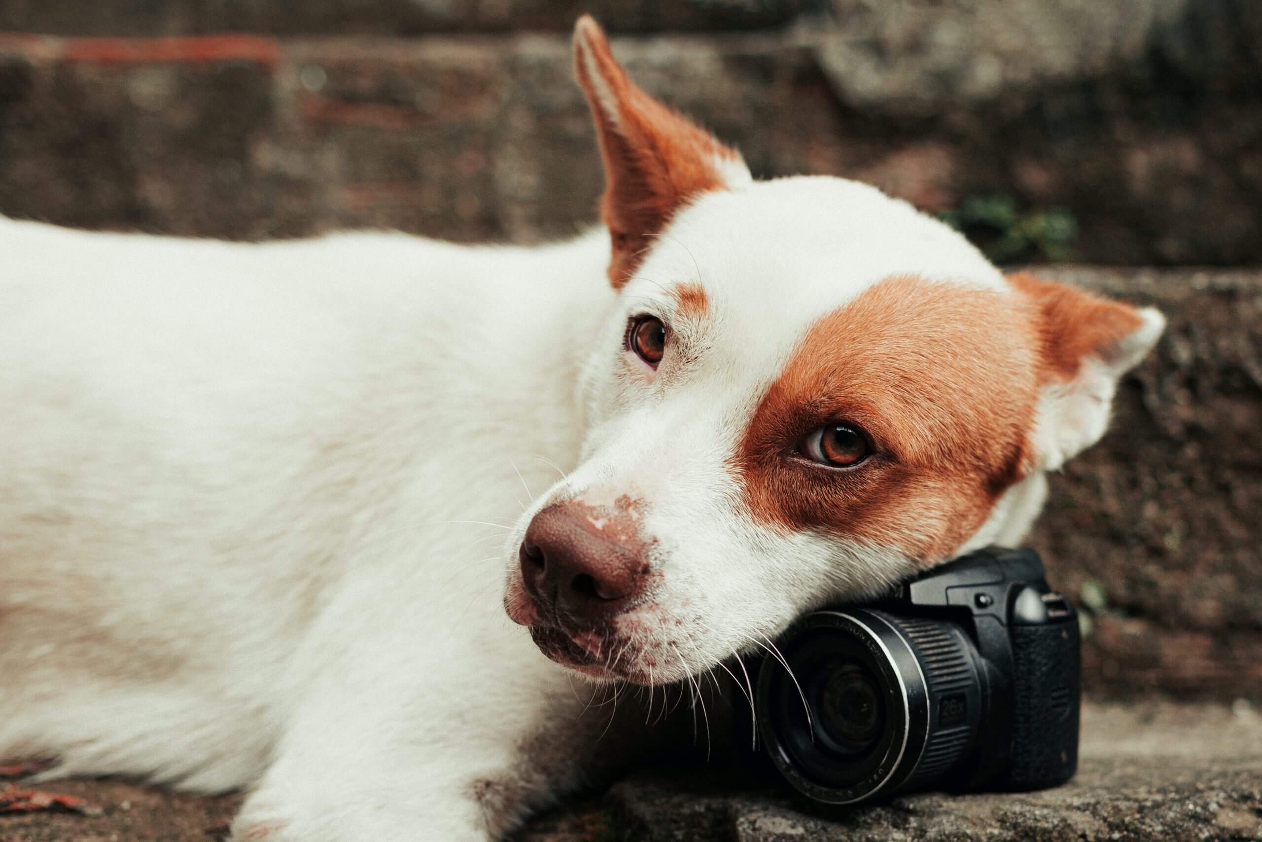 Jack Russell Terrier Dog Breed