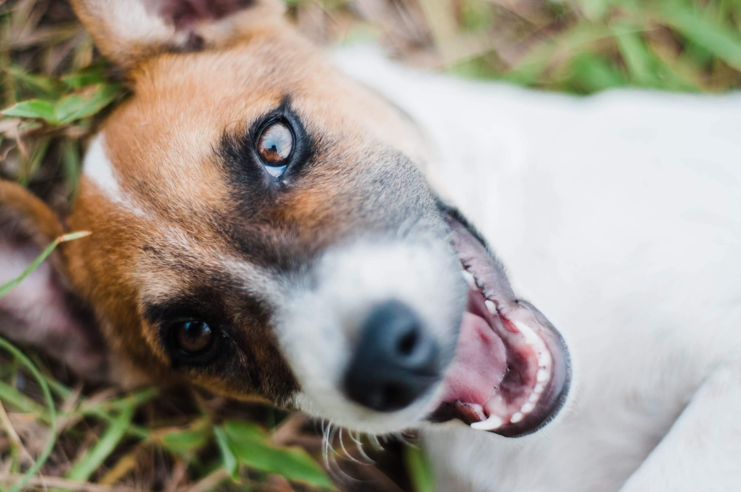 Jackabee Dog Breed