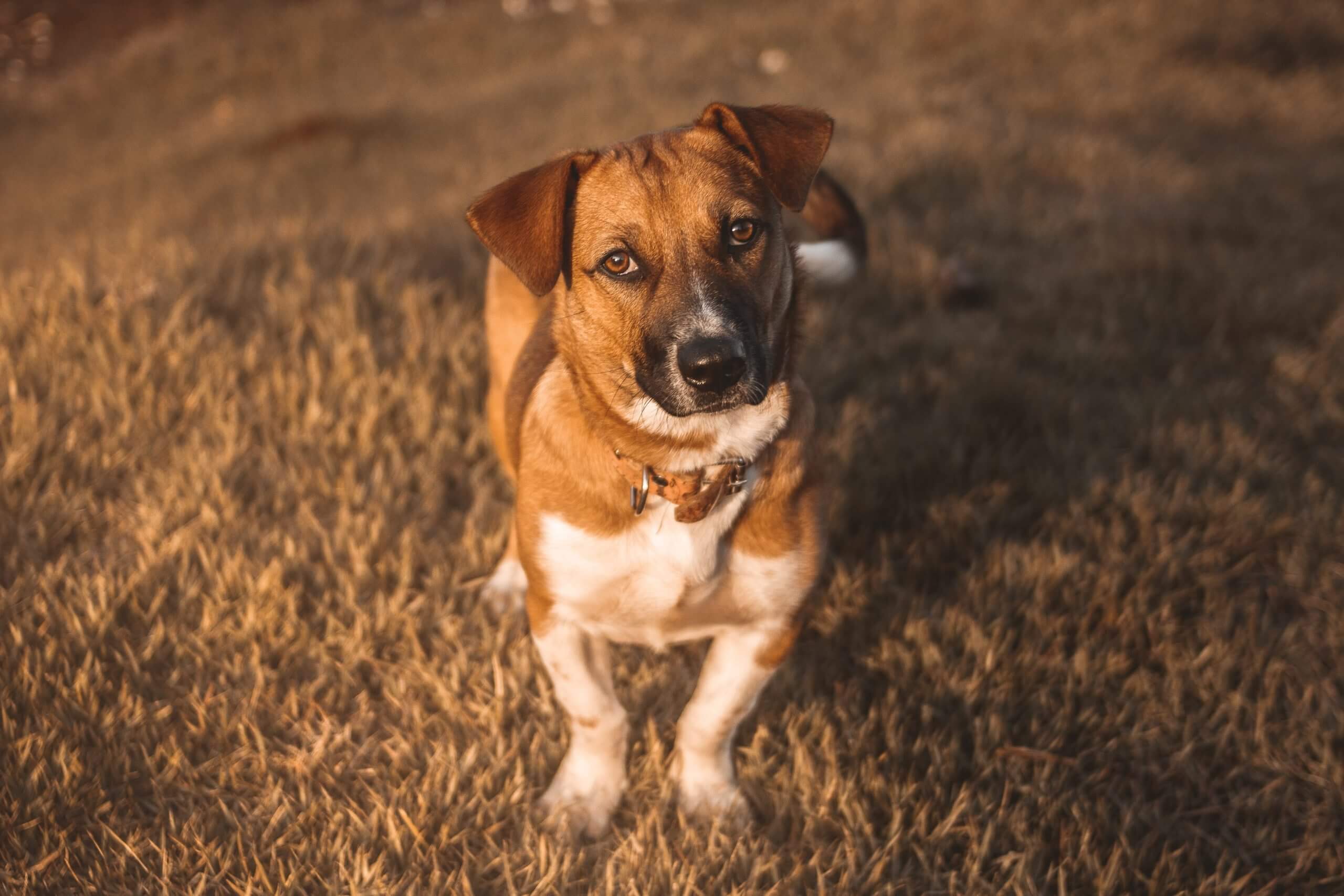 Jackshund Mixed Dog Breed
