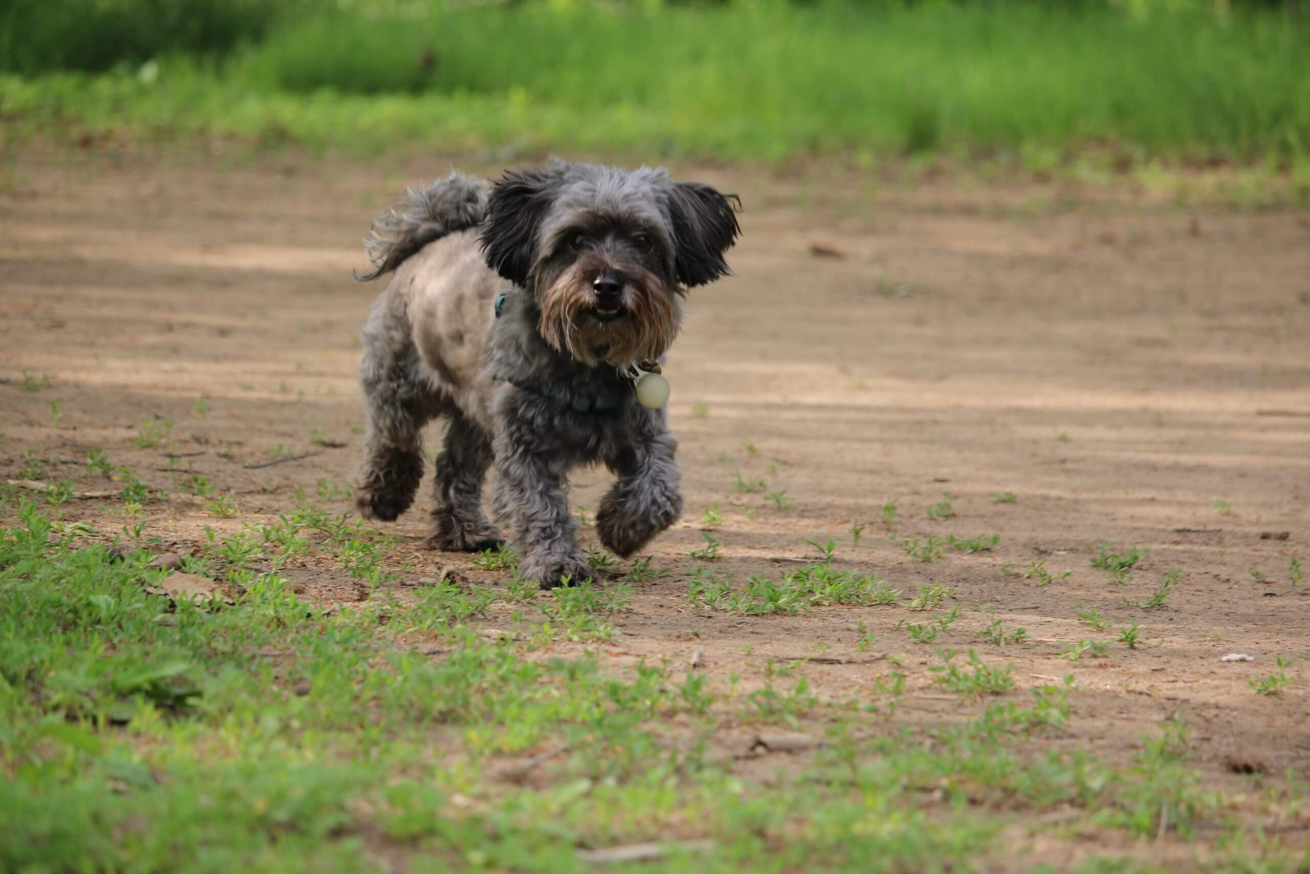 Kyi-Leo Mixed Dog Breed