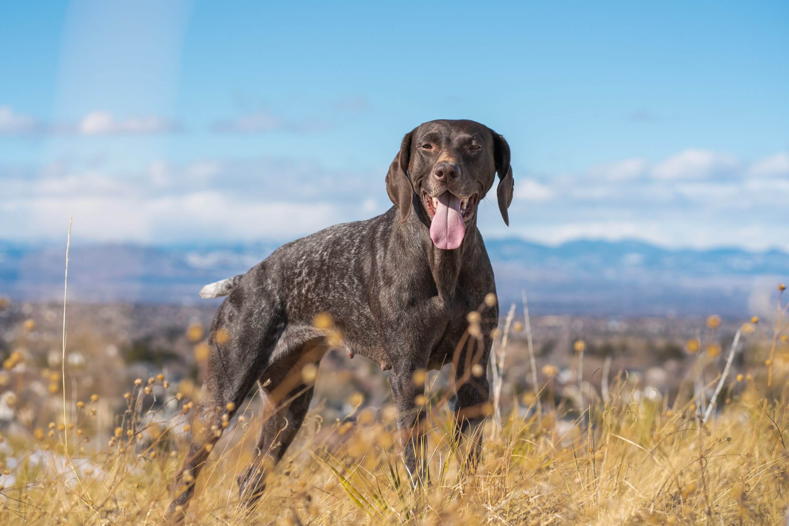Lab Pointer Mixed Dog Breed Pictures, Characteristics, & Facts Rested