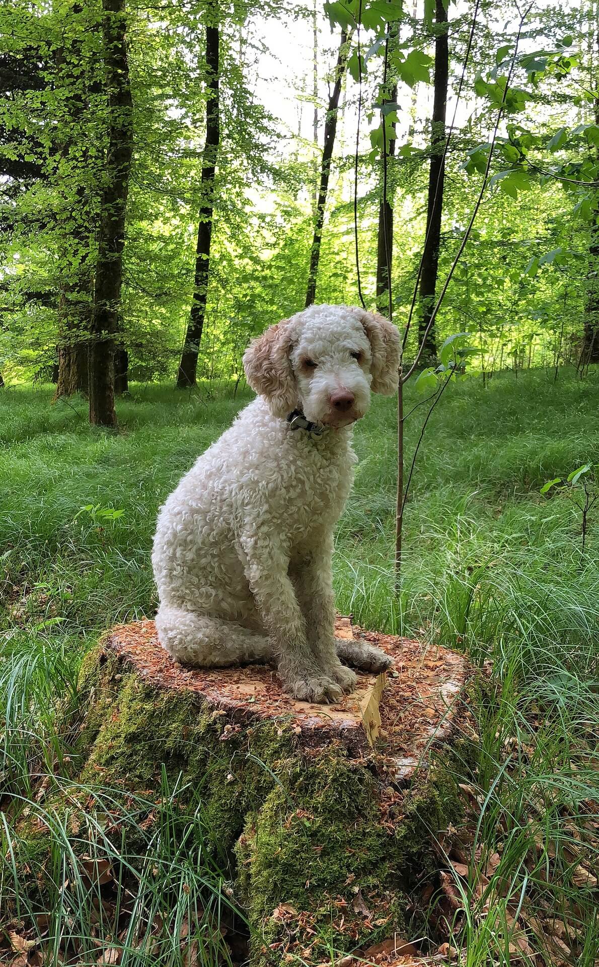 Lagotto Romagnolo Dog Breed