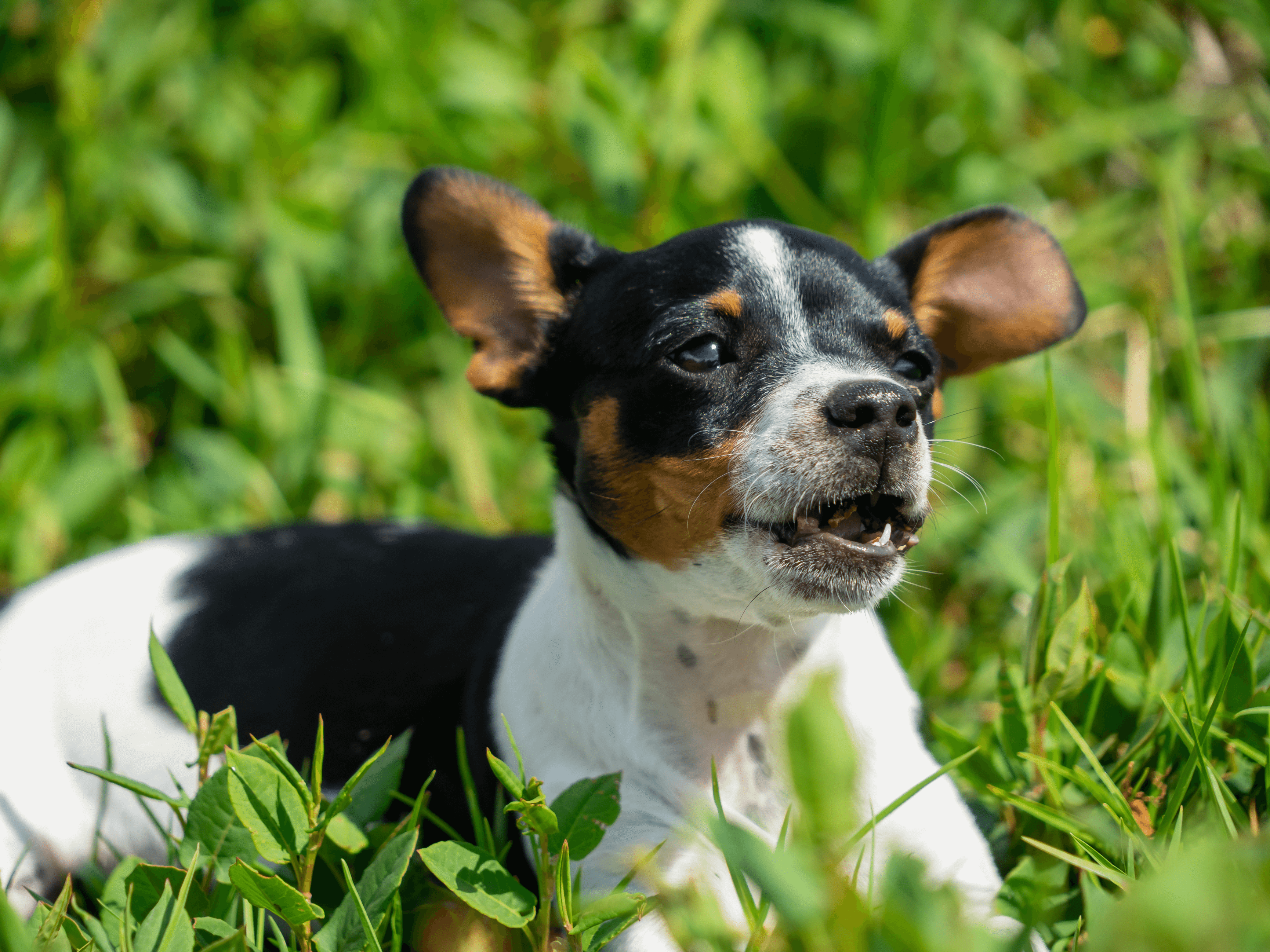 Mountain Feist Dog reed