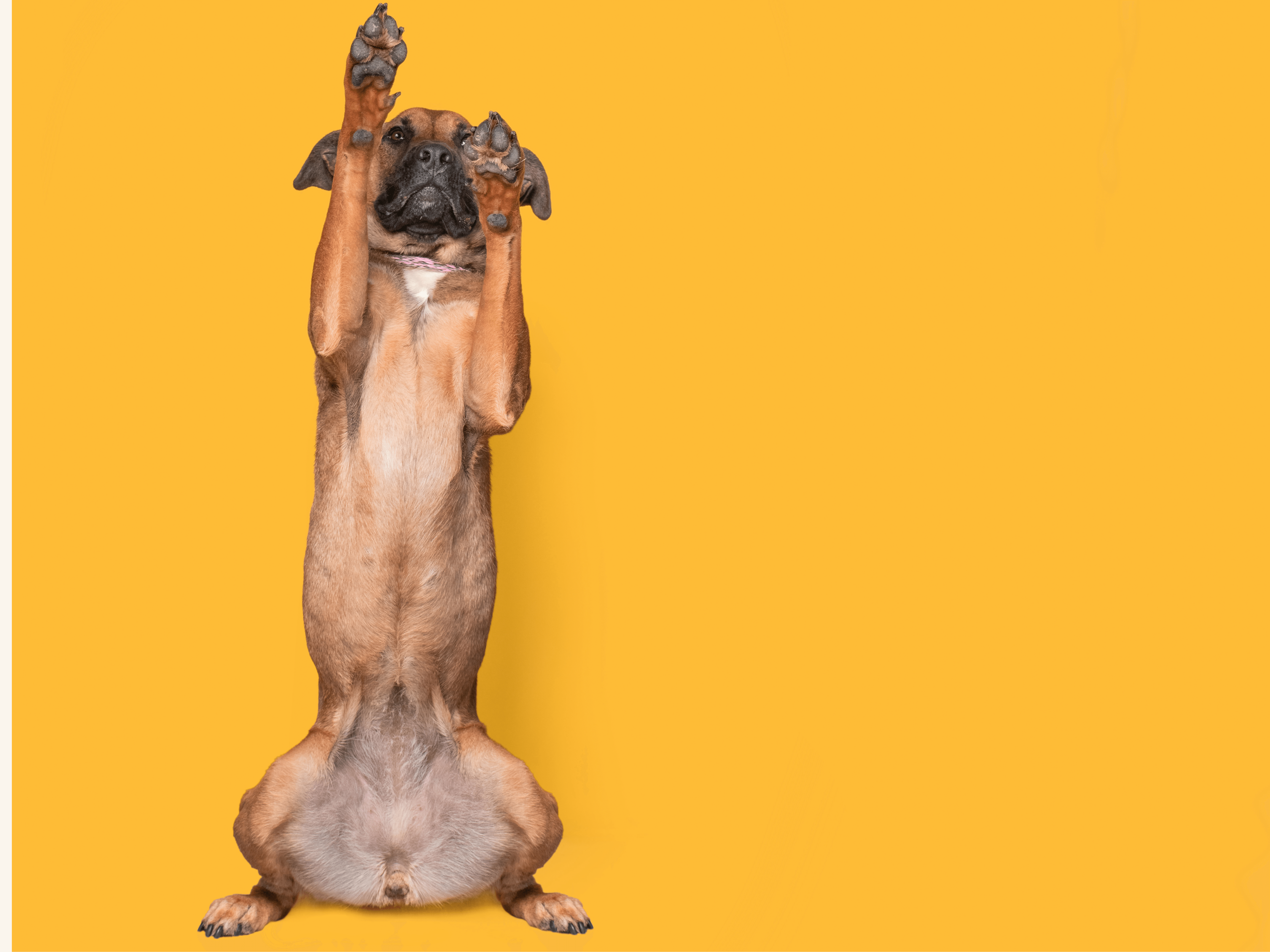 Mutt (Mixed) Dog Breed