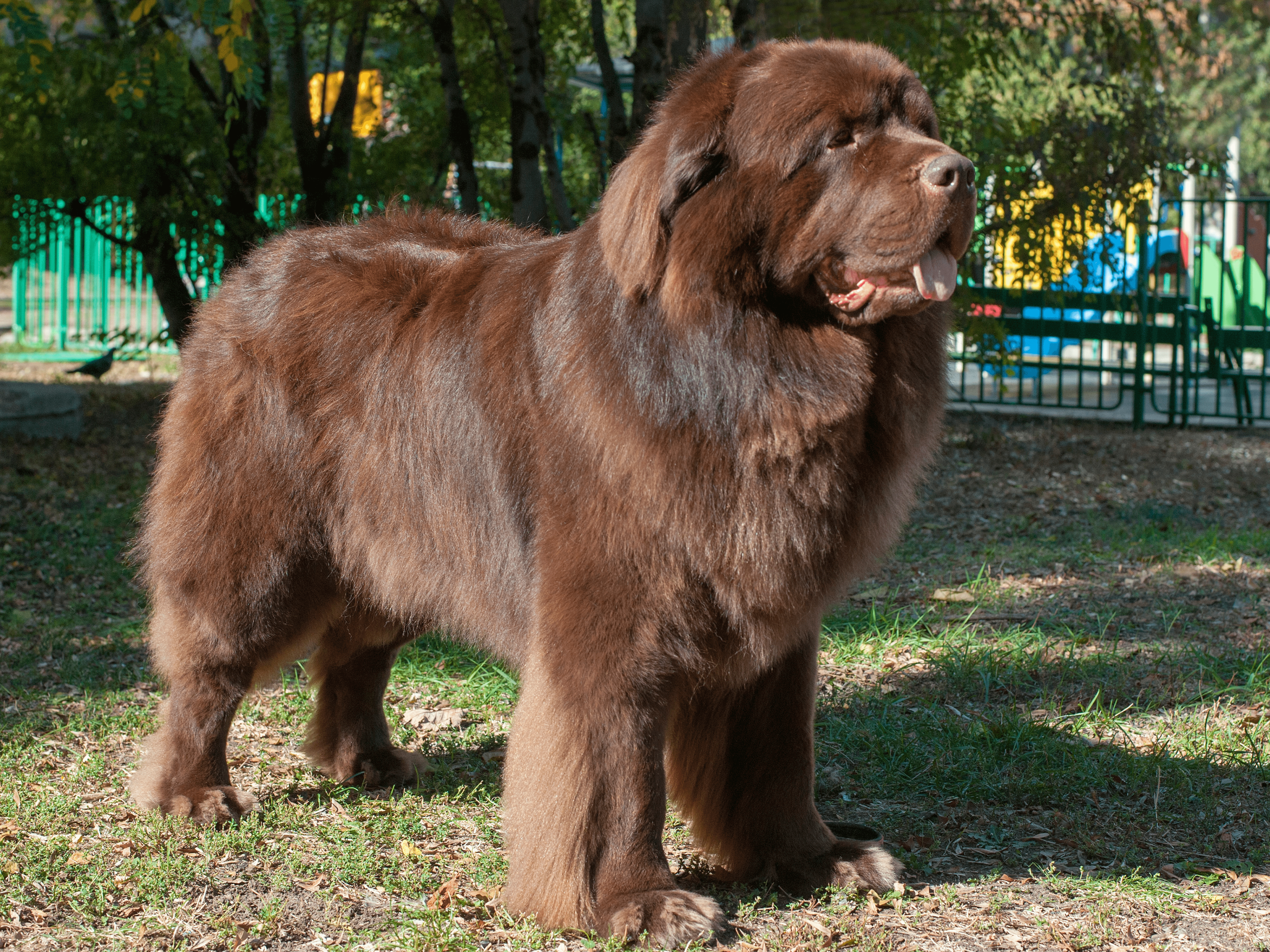 Newfoundland Dog Breed