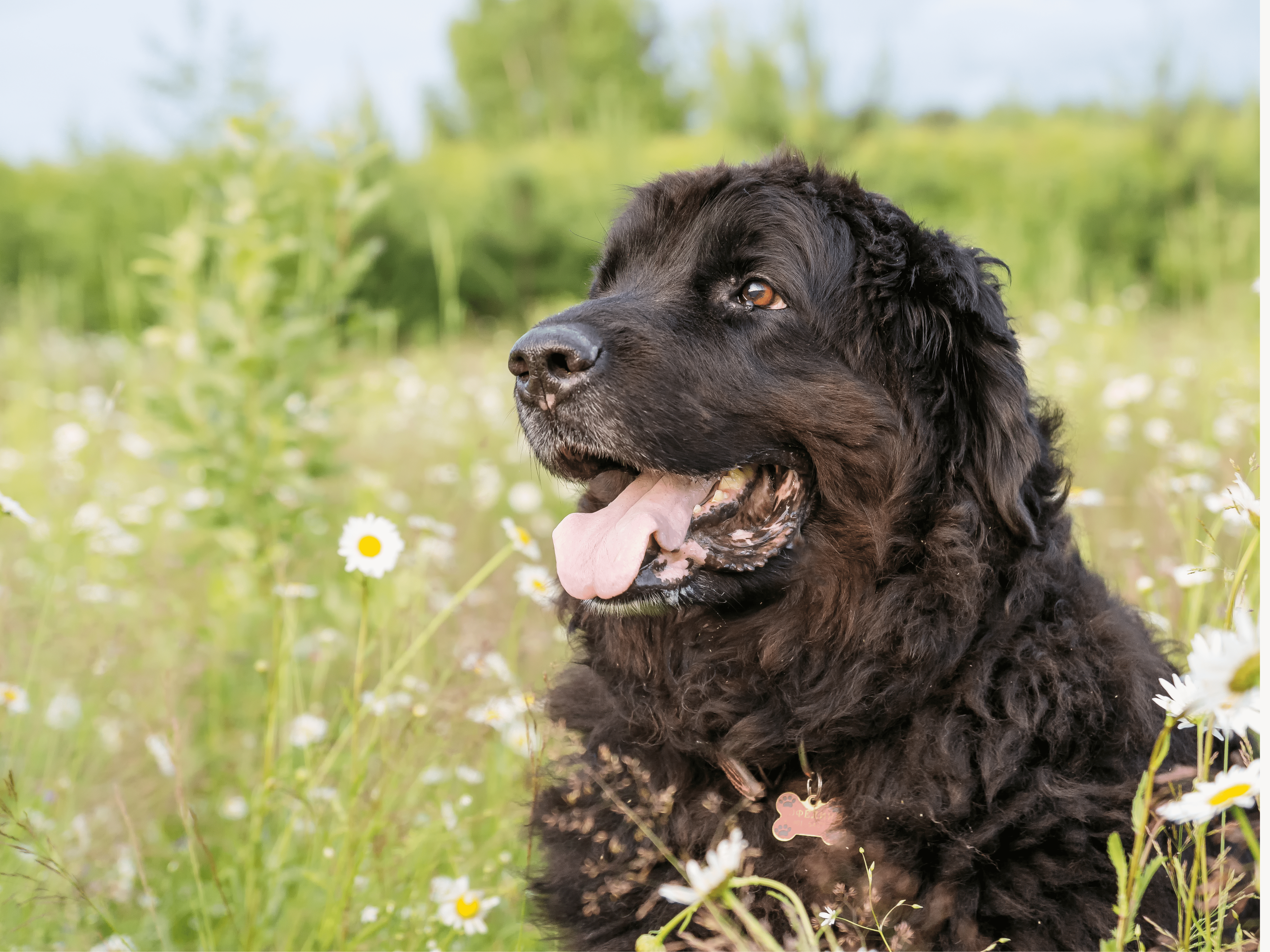 Newfypoo Dog Breed