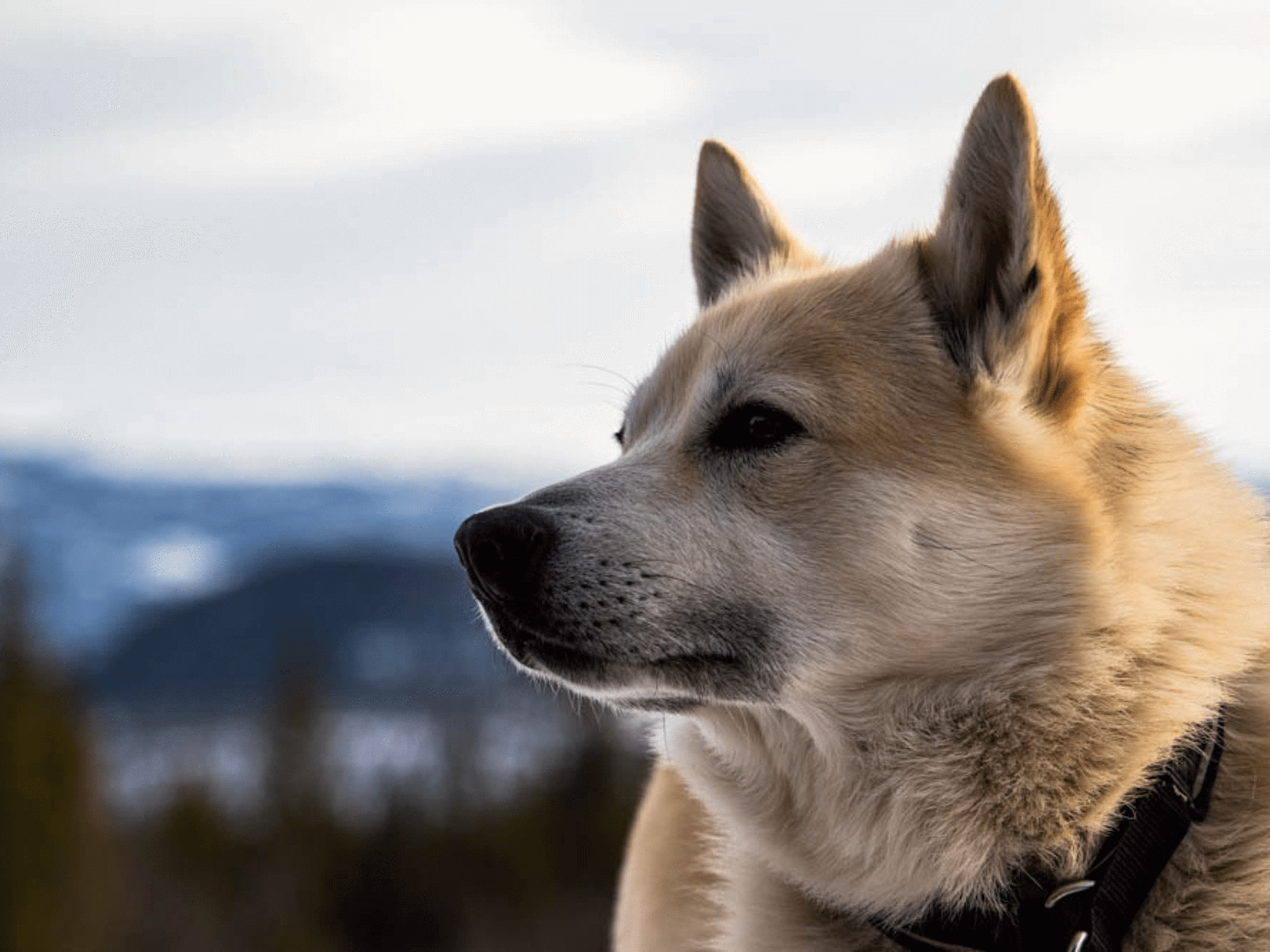 Norwegian Buhund Dog Breed