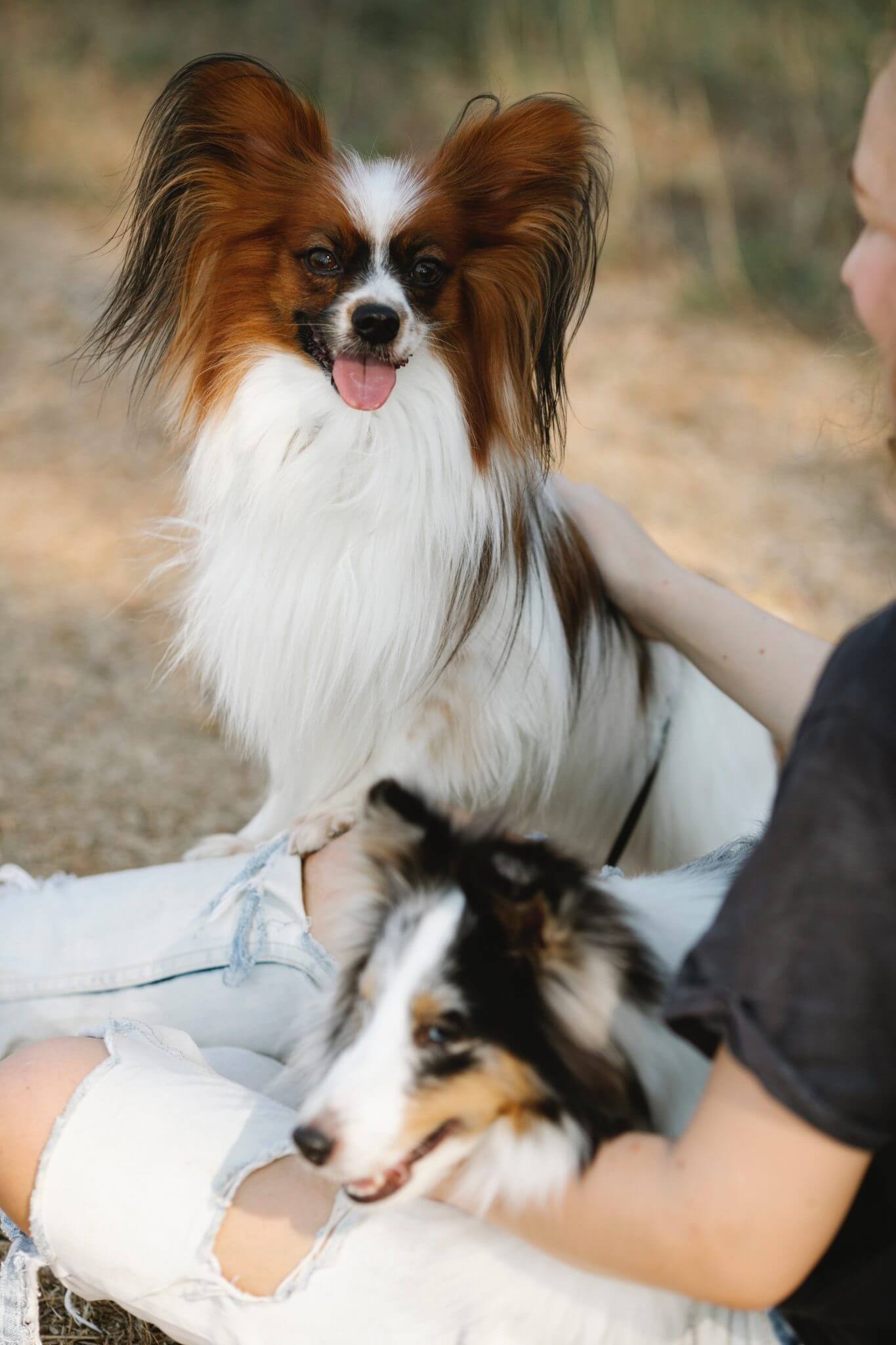 Papillon Dog Breed Information, Pictures, Characteristics & Facts