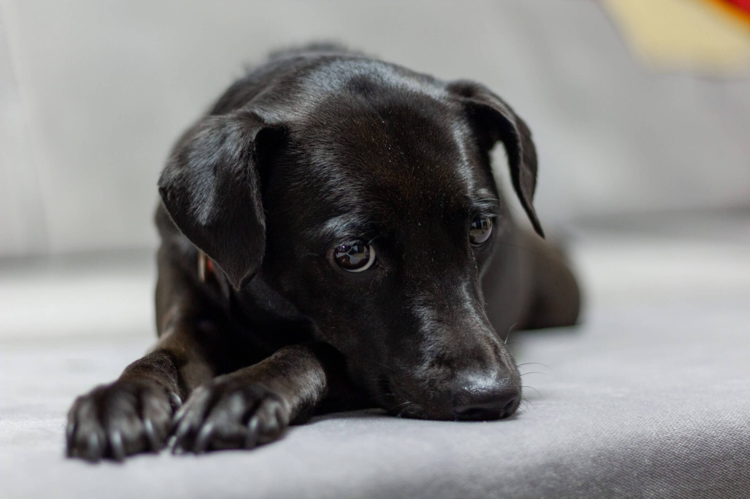 Patterdale Terrier Dog Breed Pictures, Characteristics, & Facts ...
