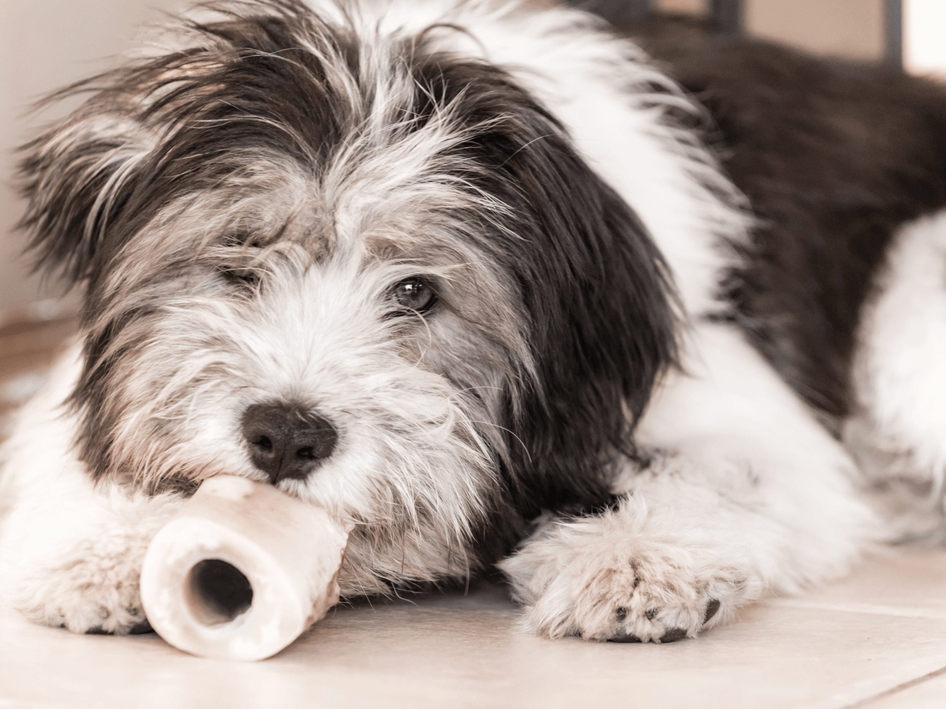 Polish Lowland Sheepdog Dog Breed Information, Pictures ...