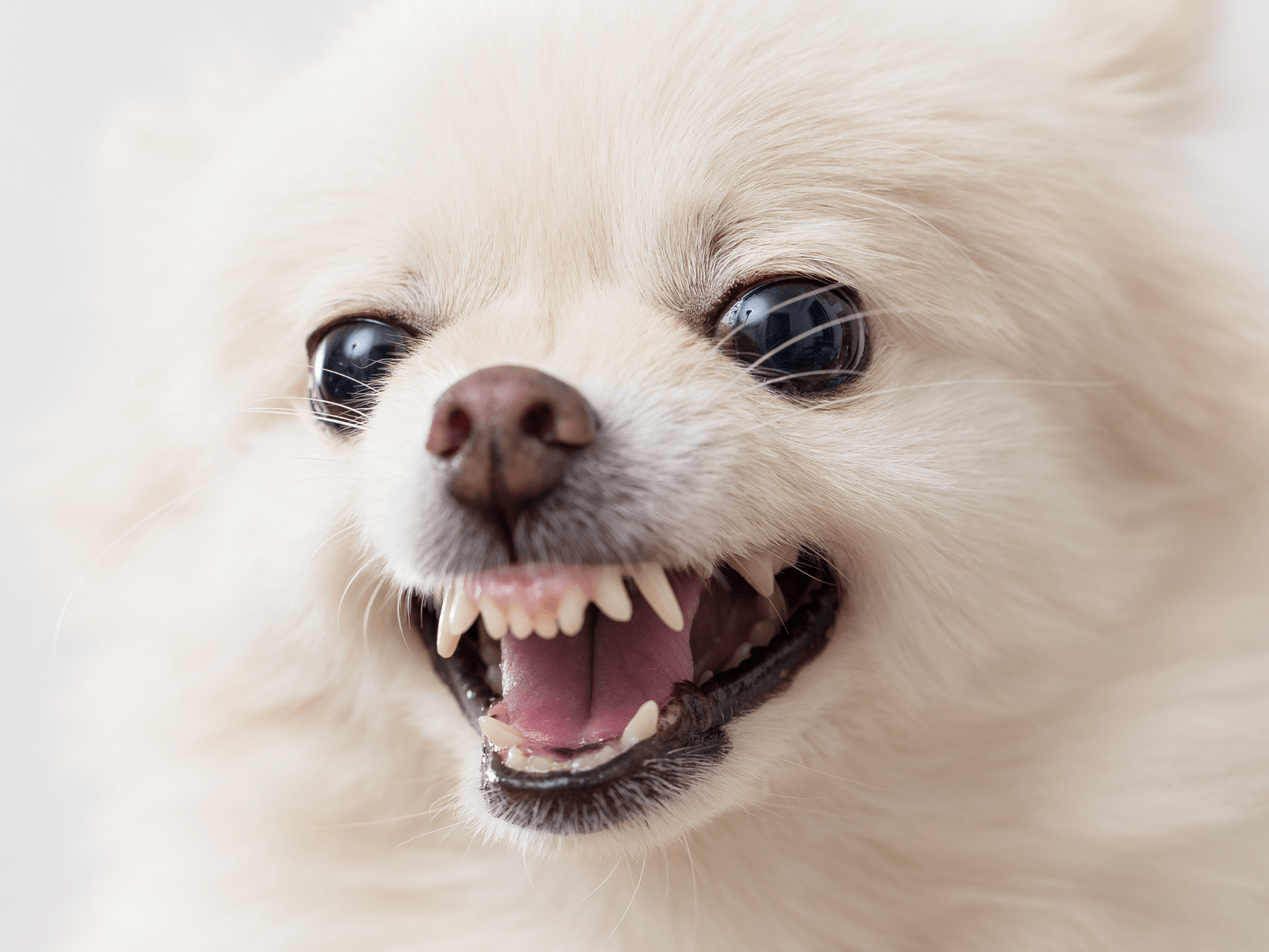 Pomanauze, Schnauzeranian