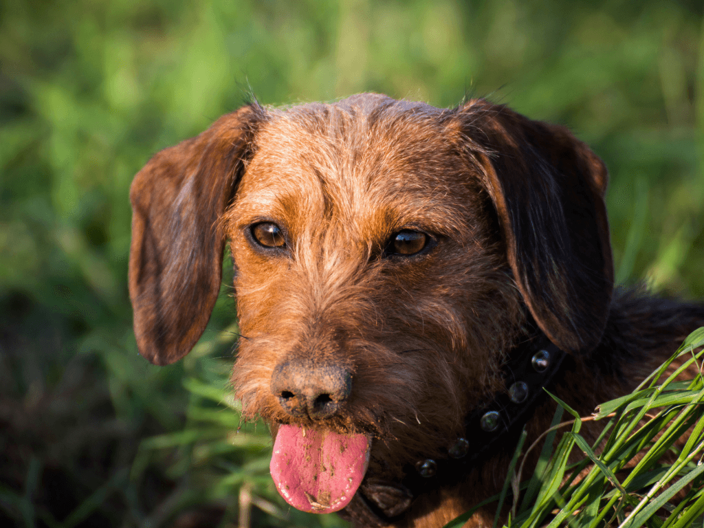 Pudelpointer Dog Breed Pictures, Characteristics, & Facts - Rested Paws