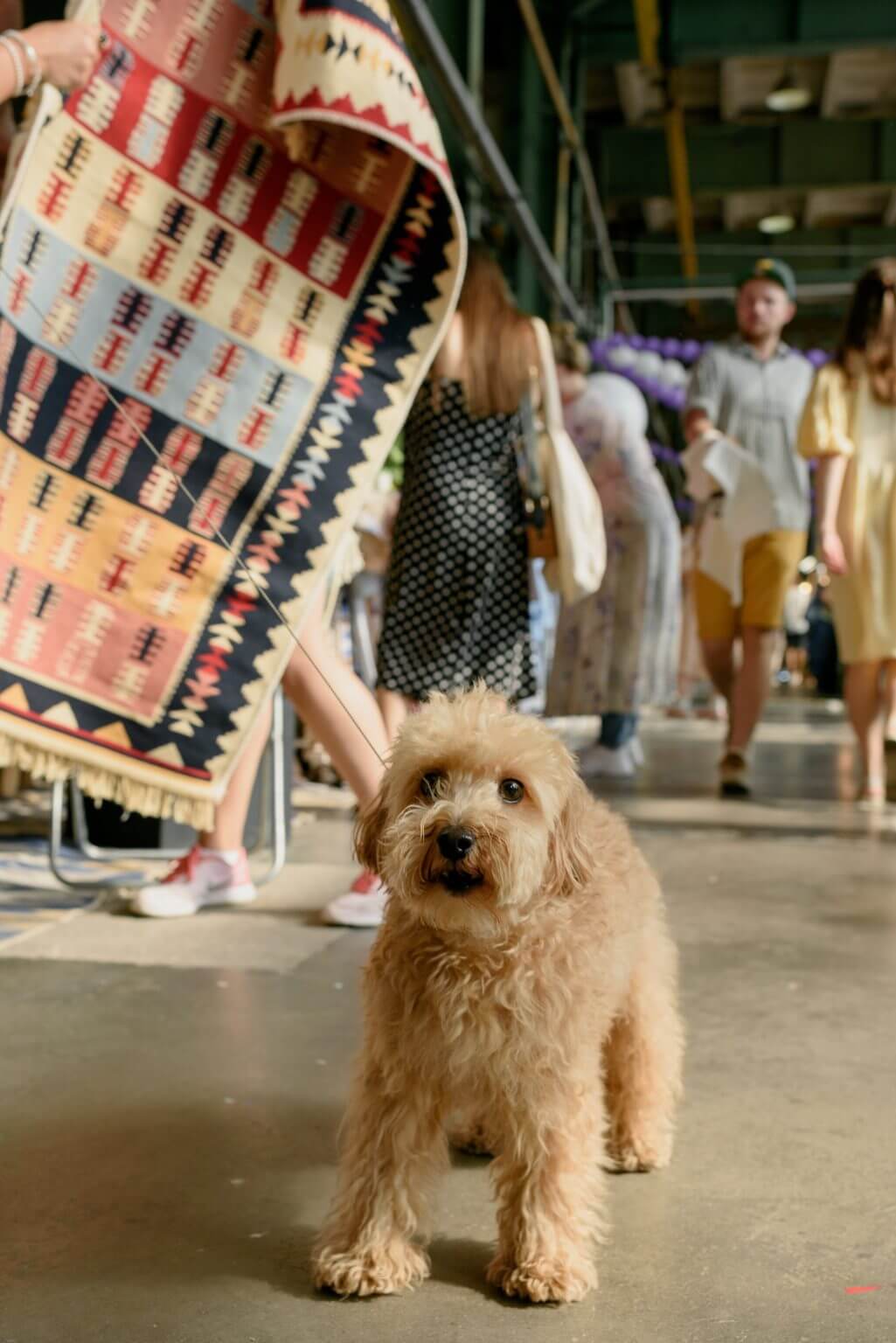 Sheepadoodle Mixed Dog Breed Pictures, Characteristics, & Facts ...