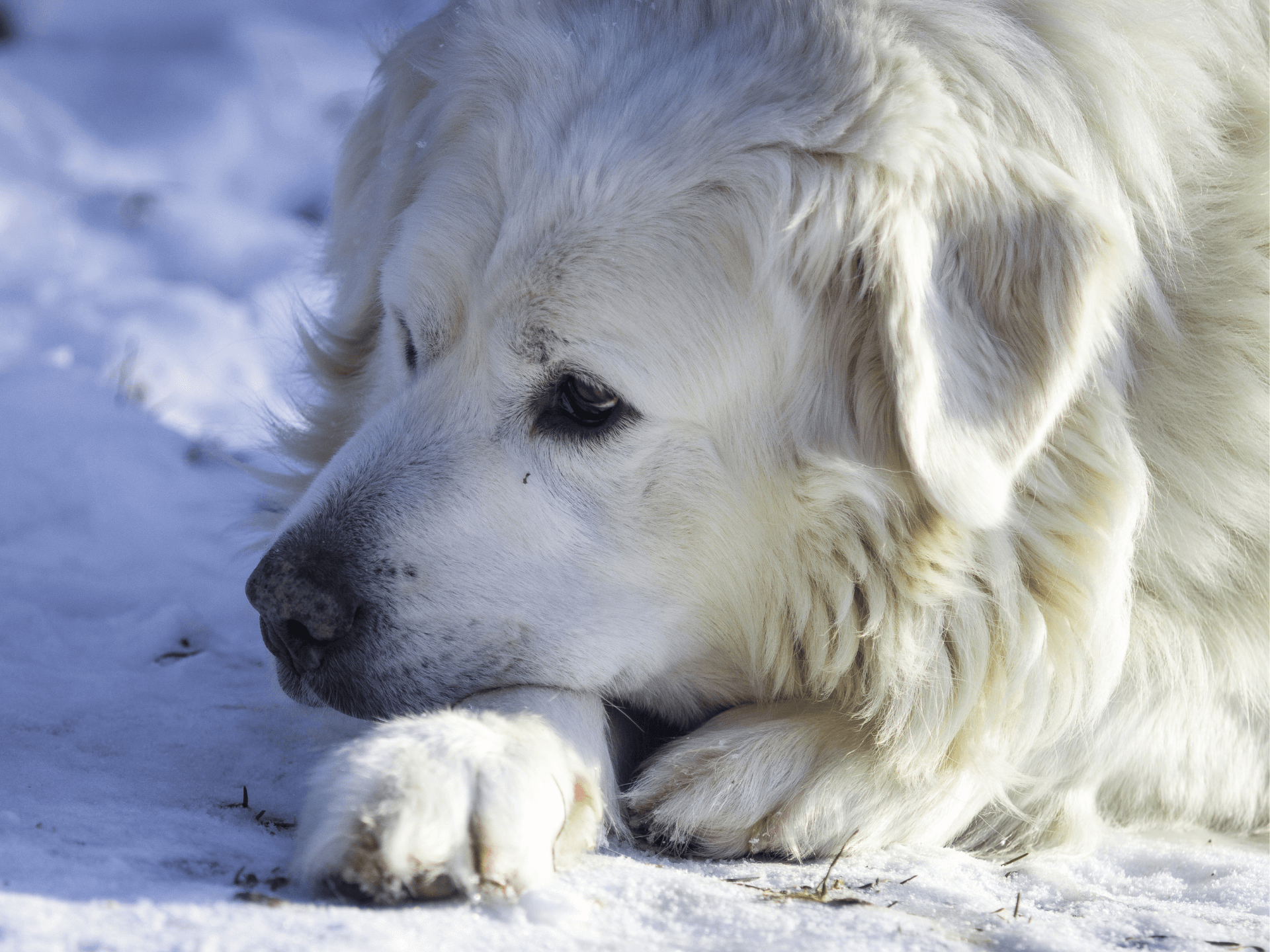 Slovensky Cuvac Dog Breed