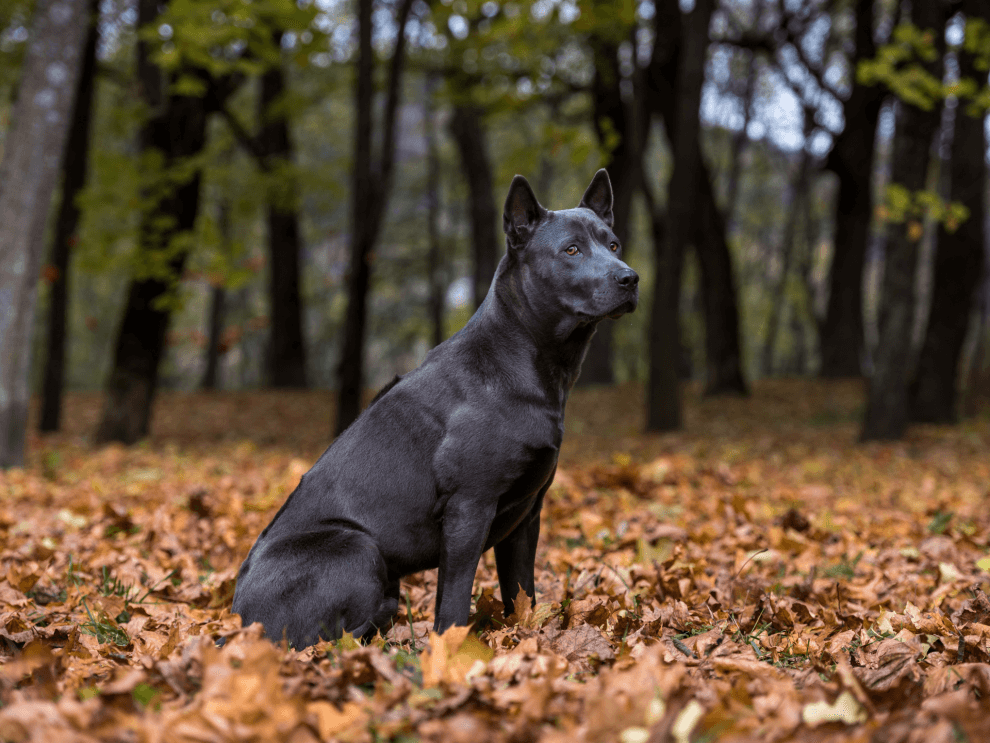 Thia Ridge Back Thai Ridgeback Dog Breed Pictures, Characteristics, & Facts - Rested Paws
