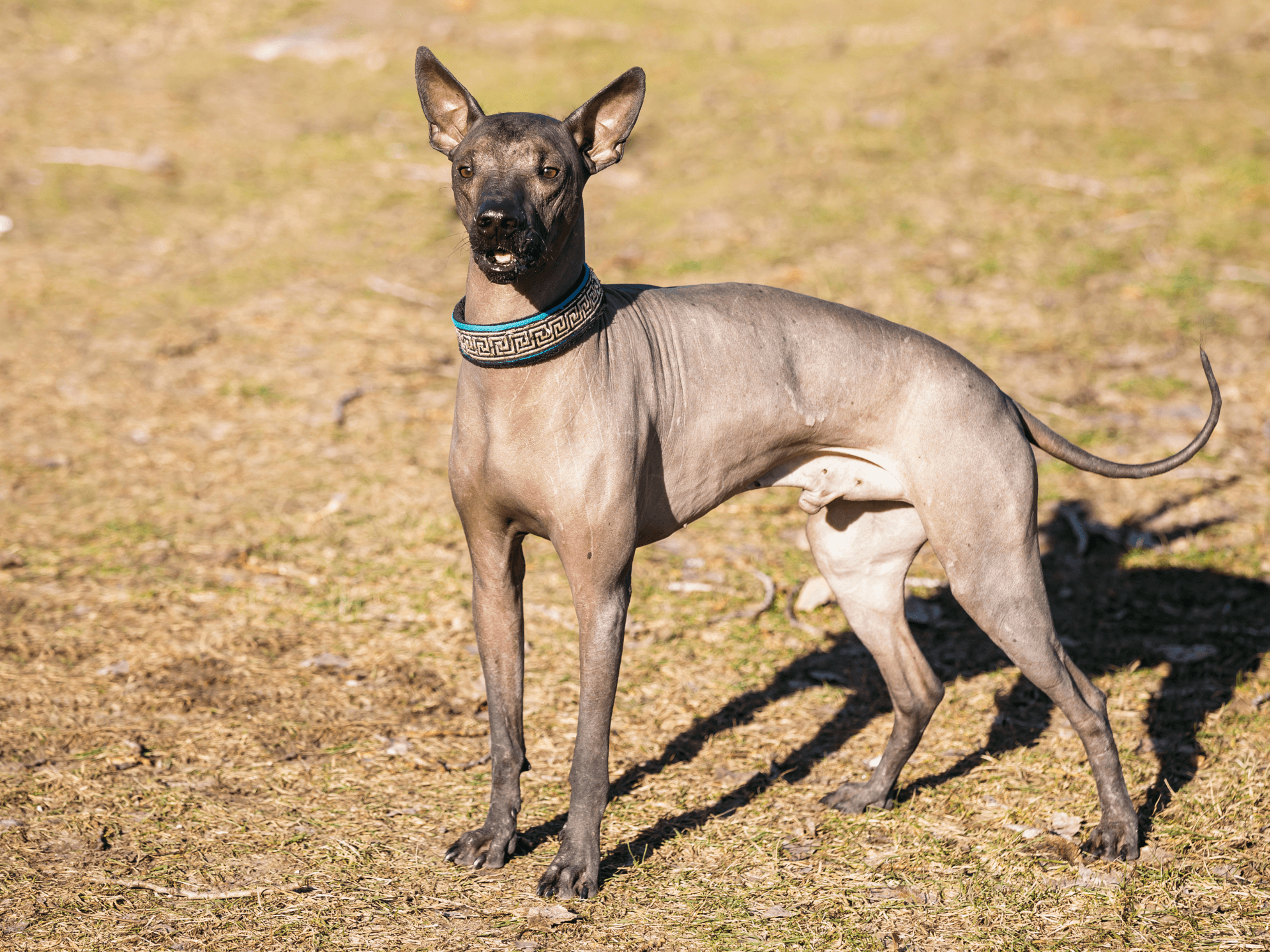 Xoloitzcuintli Dog Breed